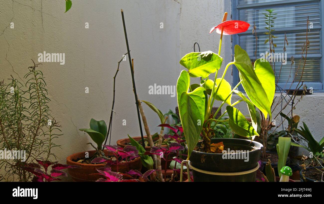 Fleur d'Anturium fleur exotique en vase originaire de Colombie, amérique du Sud avec éclairage naturel avec accent et sélectif sur le jardin à la maison Banque D'Images