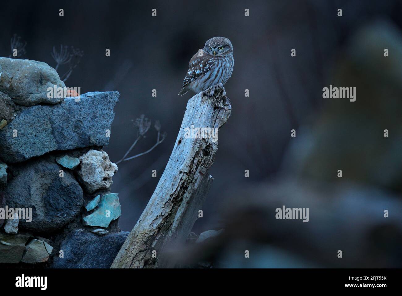 Petit hibou dans l'habitat naturel, Bulgarie. Scène de la faune de la nature. h Little Owl, Athene noctua, dans le mur de pierre, assis sur le tronc, le soir d Banque D'Images