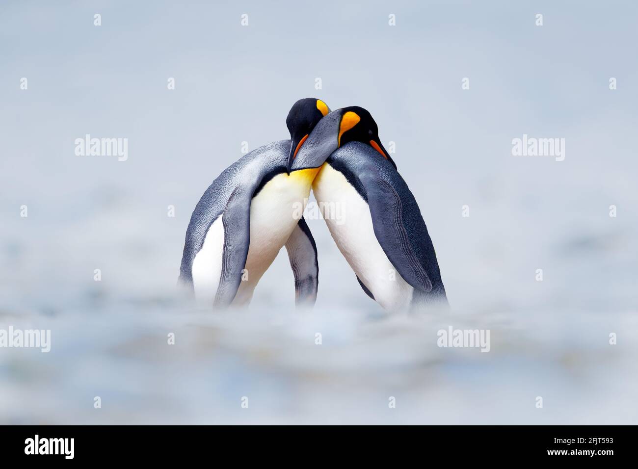 Couple d'accouplement de pingouins de roi en pleine nature, neige et glace. Associez deux pingouins qui font l'amour. Scène sauvage de nature blanche. Comportement des oiseaux, sauvage Banque D'Images