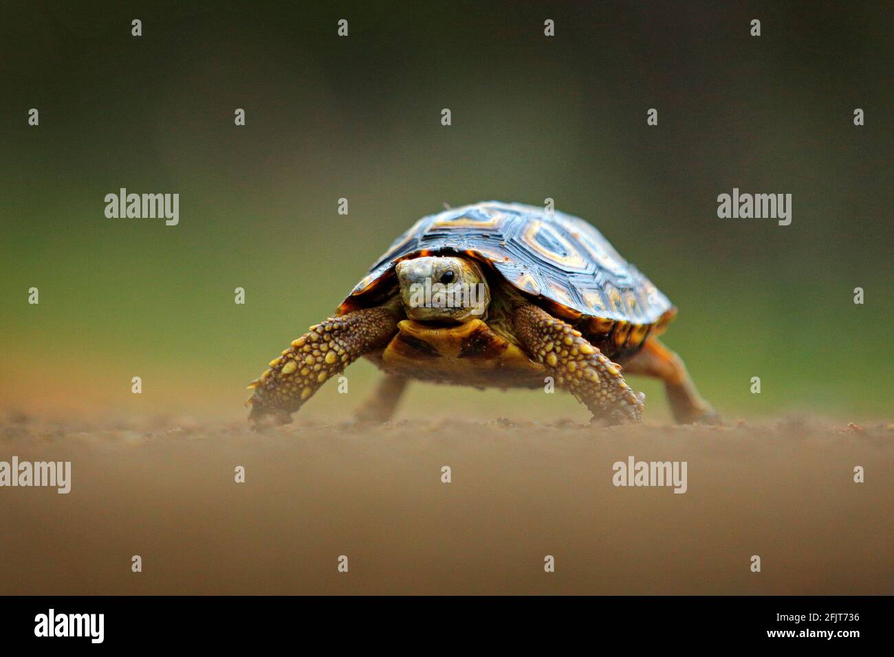 Tortue anguleuse, Chersina angulata, sur la route de gravier orange. Tortue dans l'habitat de la forêt verte, parc national Kruger, Afrique du Sud. Portrait du visage de la tortois Banque D'Images