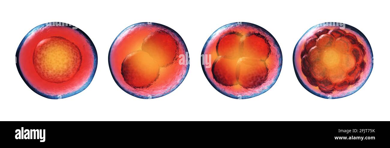 Premiers stades de développement embryonnaire (embryogenèse) isolés sur blanc. Œuf fécondé, 2 cellules, 4 cellules et morula. Division cellulaire (clivage) et embryon Banque D'Images