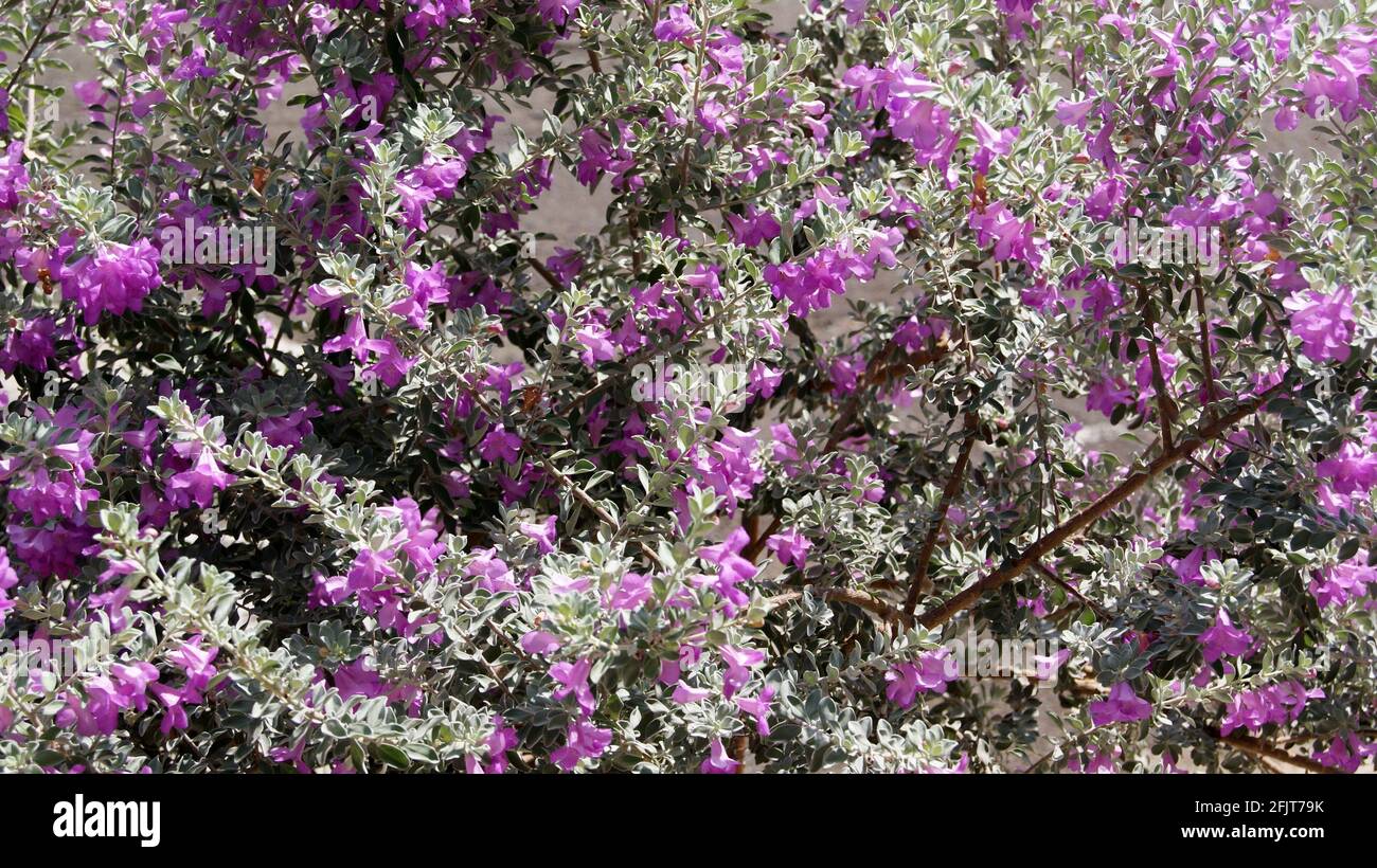 Fleur de pluie argentée. La fleur de pluie argentée est originaire du Texas, États-Unis d'Amérique, avec des fleurs roses et violettes, nom scientifique leucofilo, ou Texa Banque D'Images