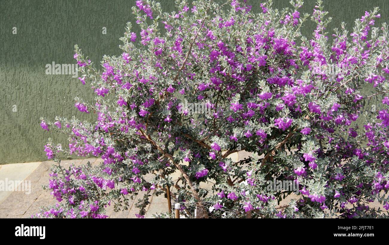 Fleur de pluie argentée. Fleur de pluie argentée originaire du Texas, États-Unis d'Amérique, avec des fleurs roses et violettes, nom scientifique leucofilo, ou Tex Banque D'Images