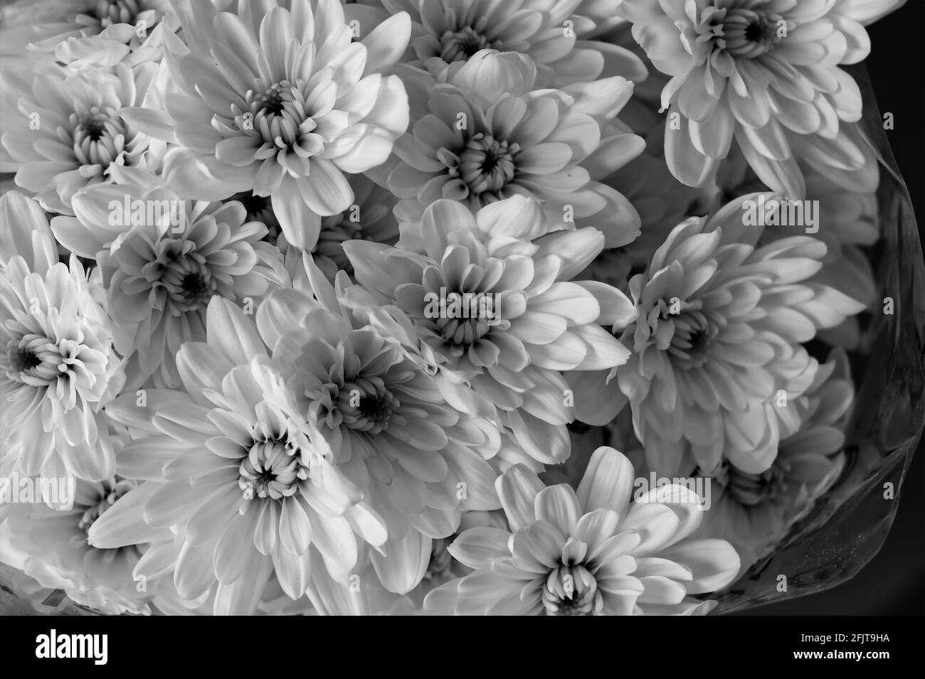 Black and white daisies Banque D'Images