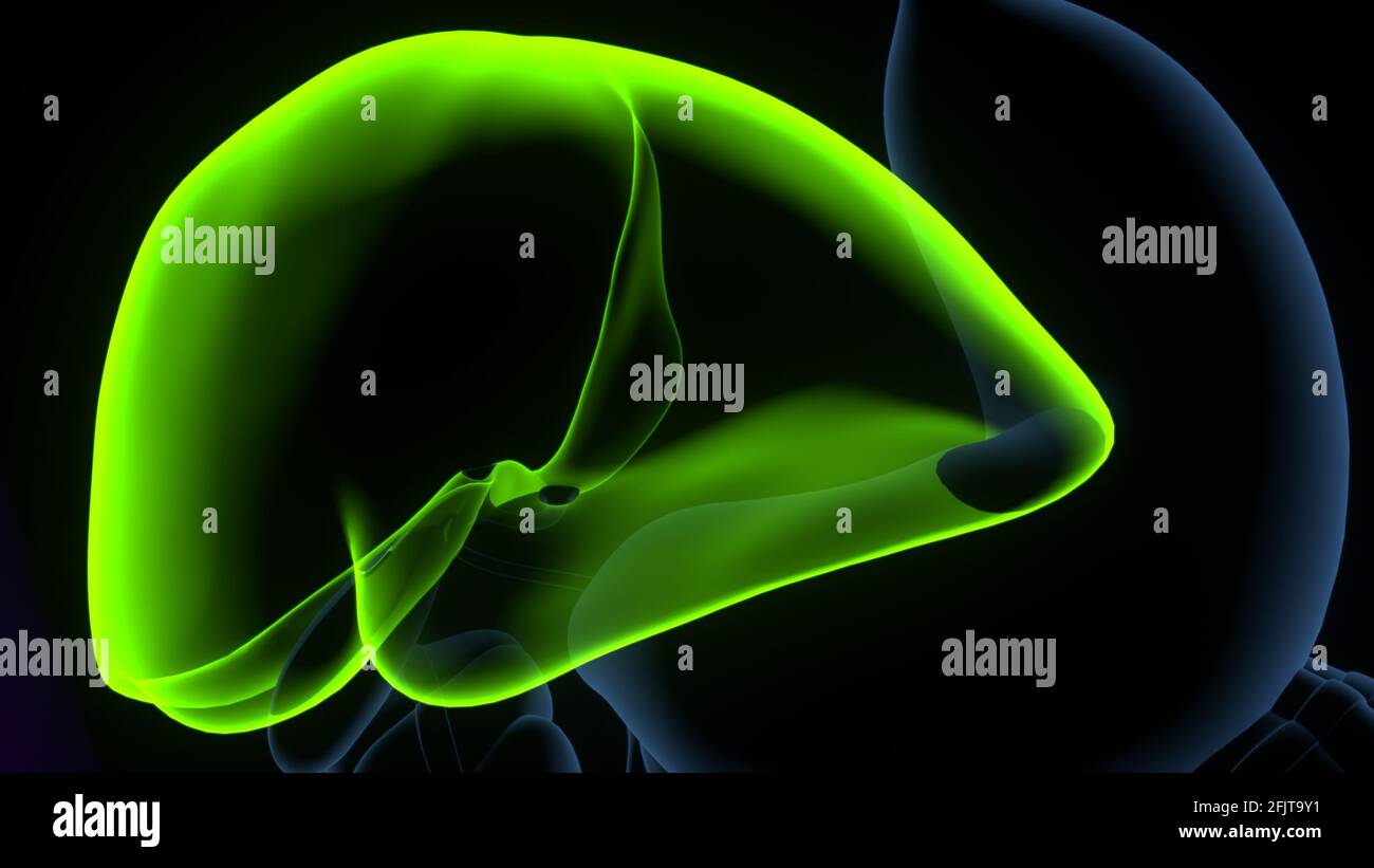 Foie 3D Illustration système digestif humain Anatomie. Banque D'Images