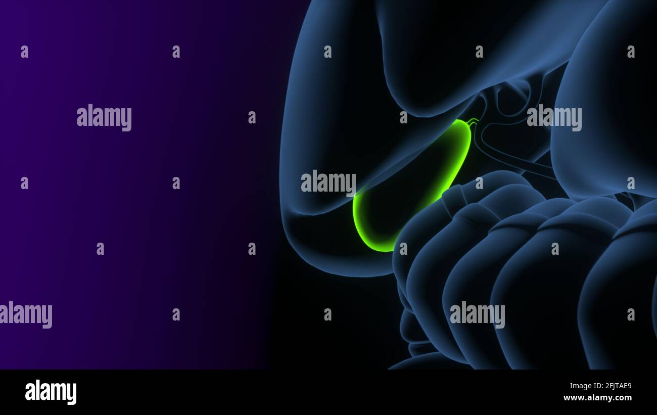 anatomie de l'estomac humain. rendu 3d. Banque D'Images