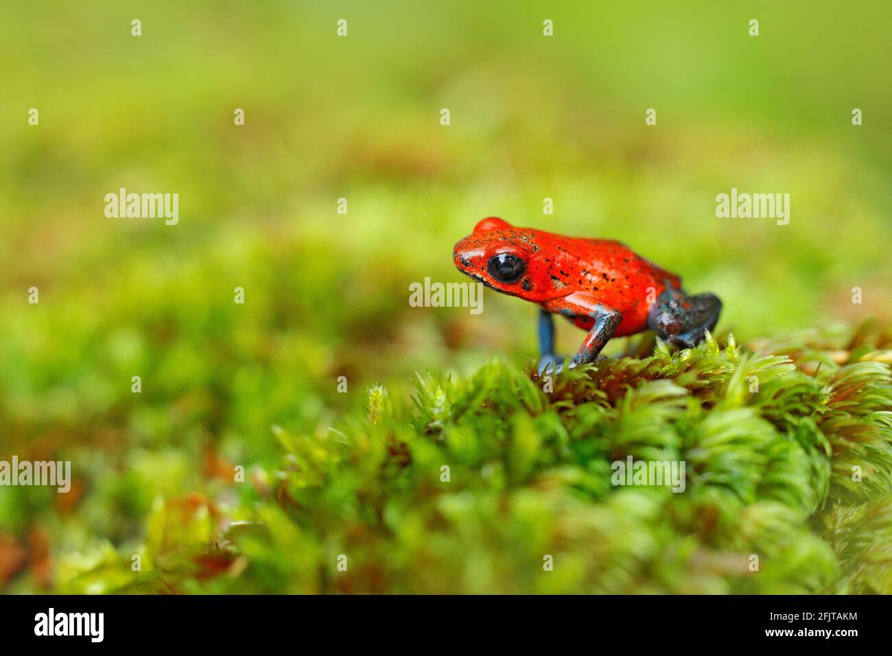 Grenouille de dart de poison de fraise rouge, Dendrobates pumilio, dans l'habitat naturel, Costa Rica. Gros plan sur la grenouille rouge poison. Amphibie rare dans le t. Banque D'Images