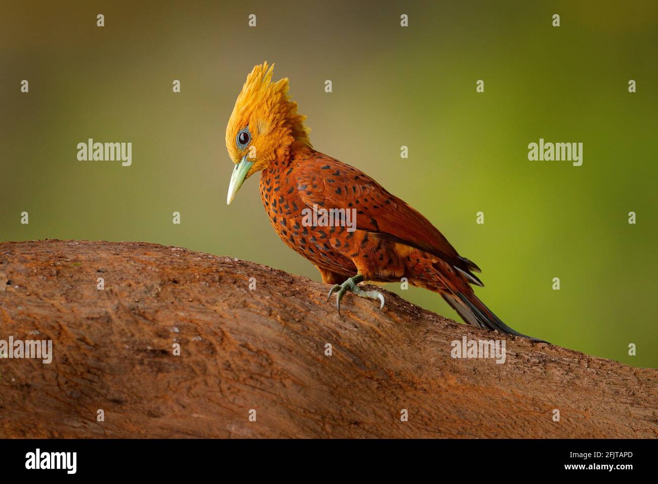 Pic de couleur châtaignier, Celeus castaneus, oiseau de Brawn à visage rouge du Costa Rica. Pic de bois avec crête jaune et visage rouge, assis sur le tr Banque D'Images