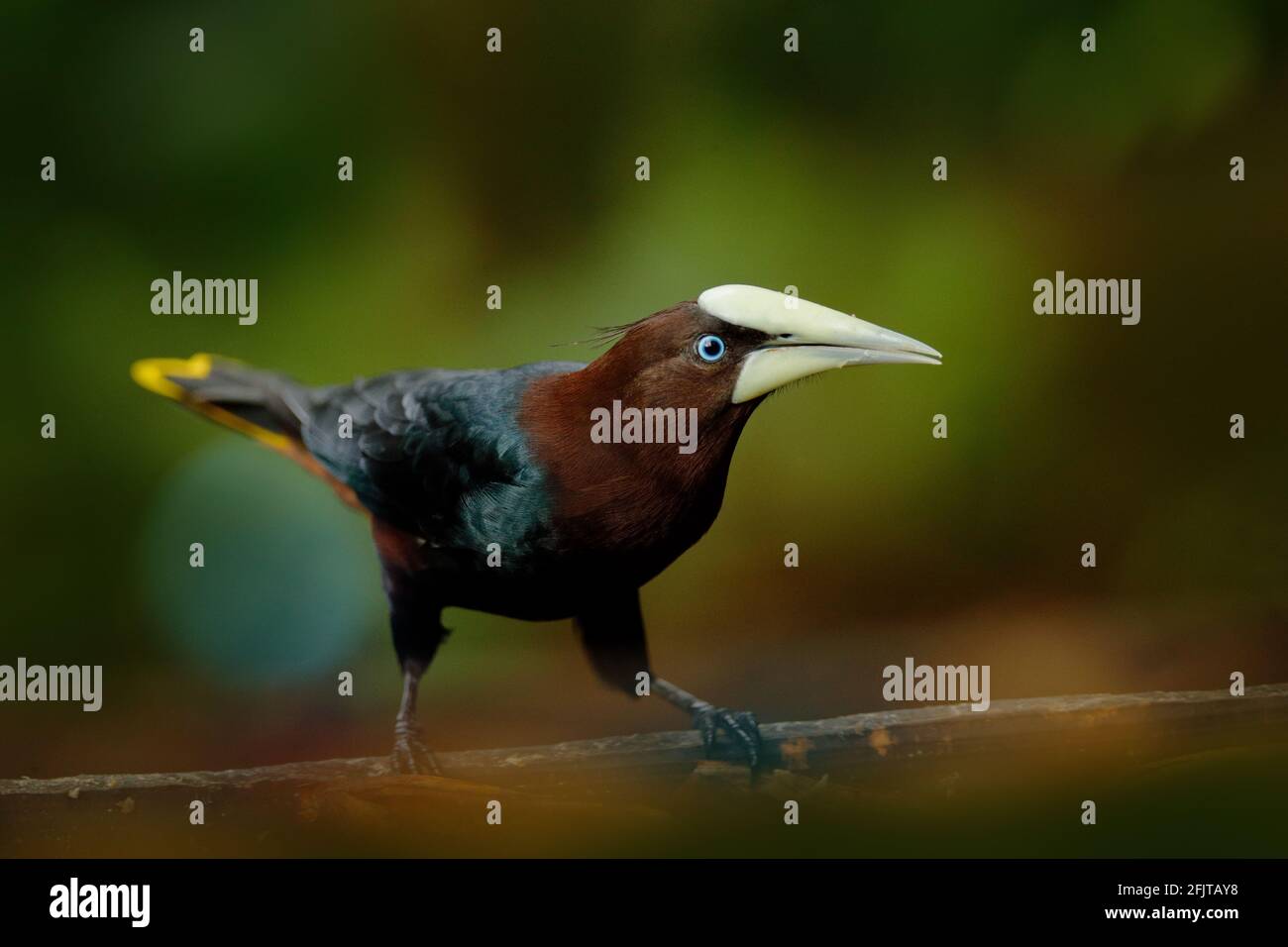 Oropendola à tête de chesnut, Psarocolius wagleri, portrait d'oiseau exotique du Costa Rica, fond vert clair. Scène de la faune de la nature tropicale, Banque D'Images