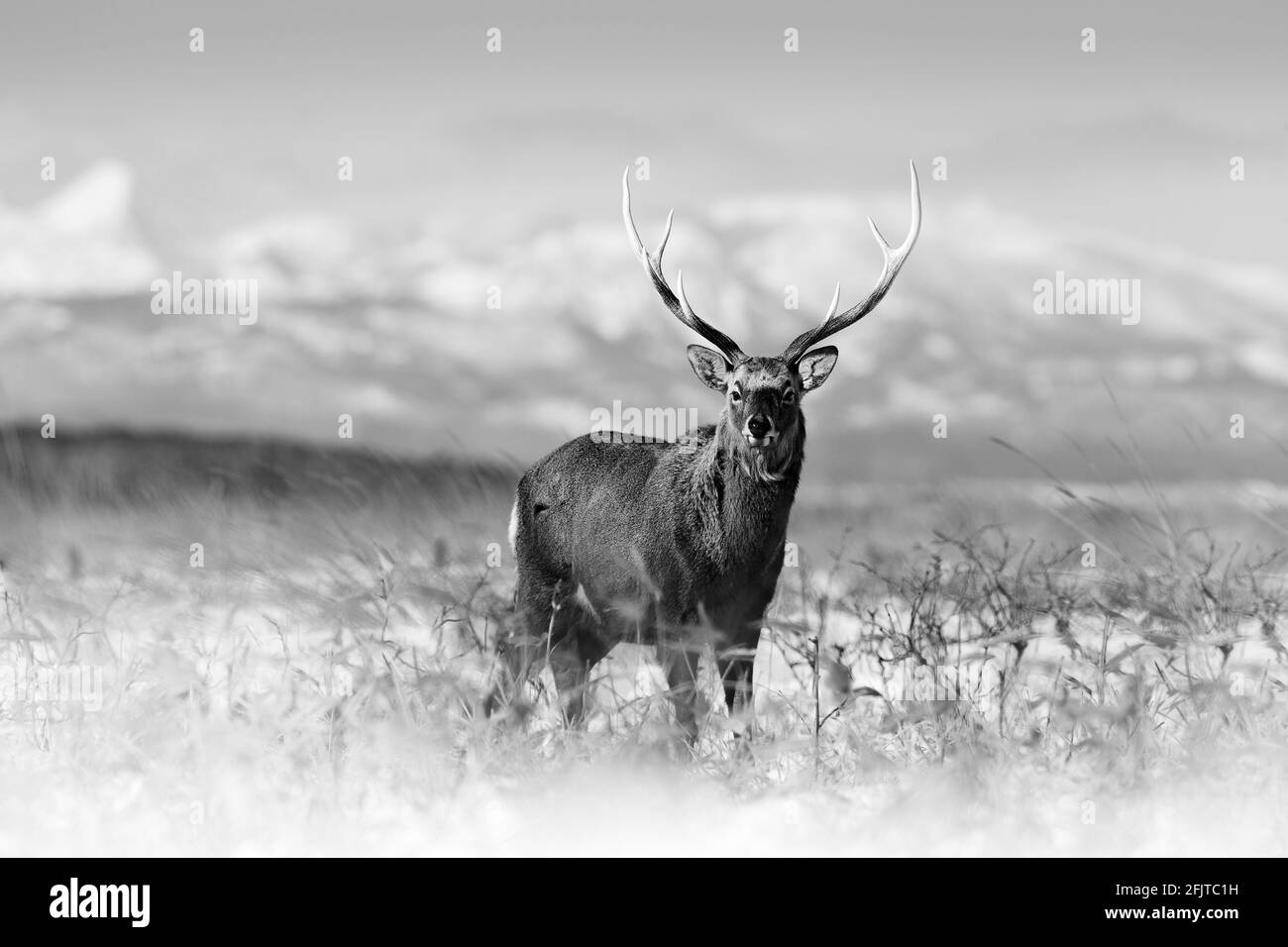 Le cerf de Sika, Cervus nippon yesoensis, sur la prairie enneigée, les montagnes d'hiver et la forêt en arrière-plan, animal avec des bois dans l'habitat naturel, gagne Banque D'Images