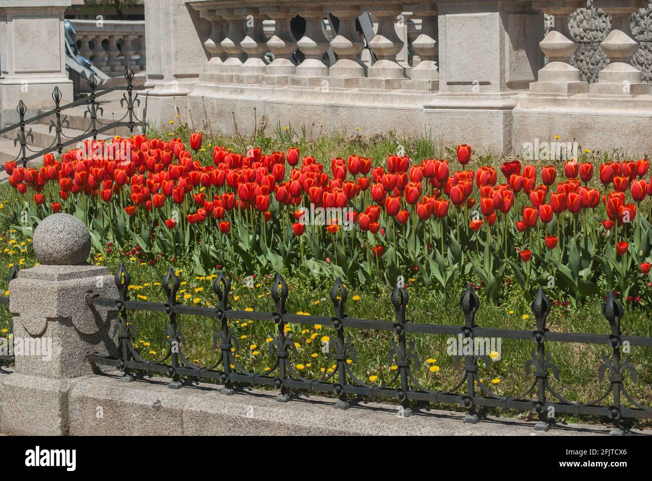 Lit de fleurs de tulipes dans le jardin de la ville de près en journée ensoleillée Banque D'Images