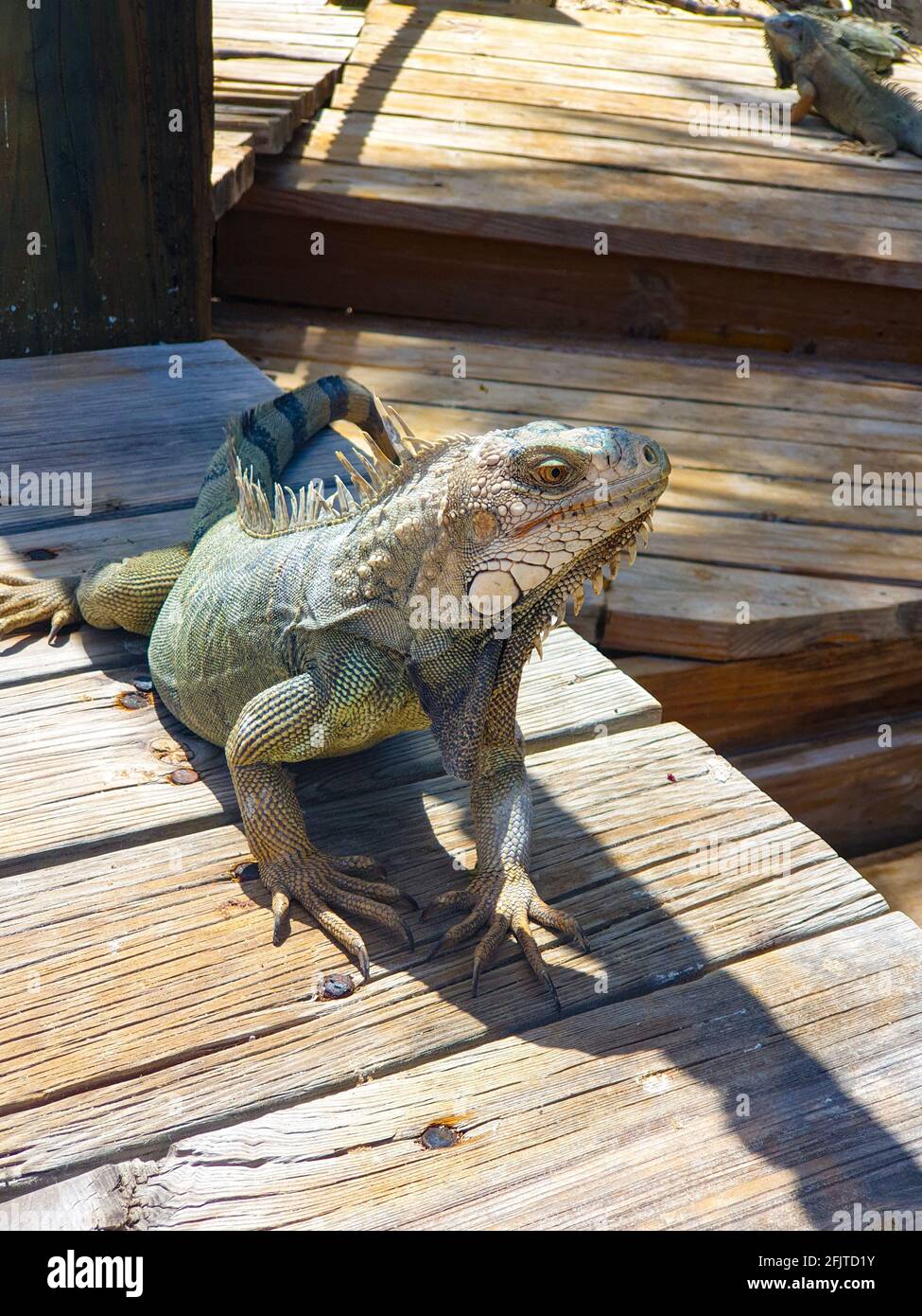 Iguana vert sur une jetée en bois se relaxant au soleil. Banque D'Images