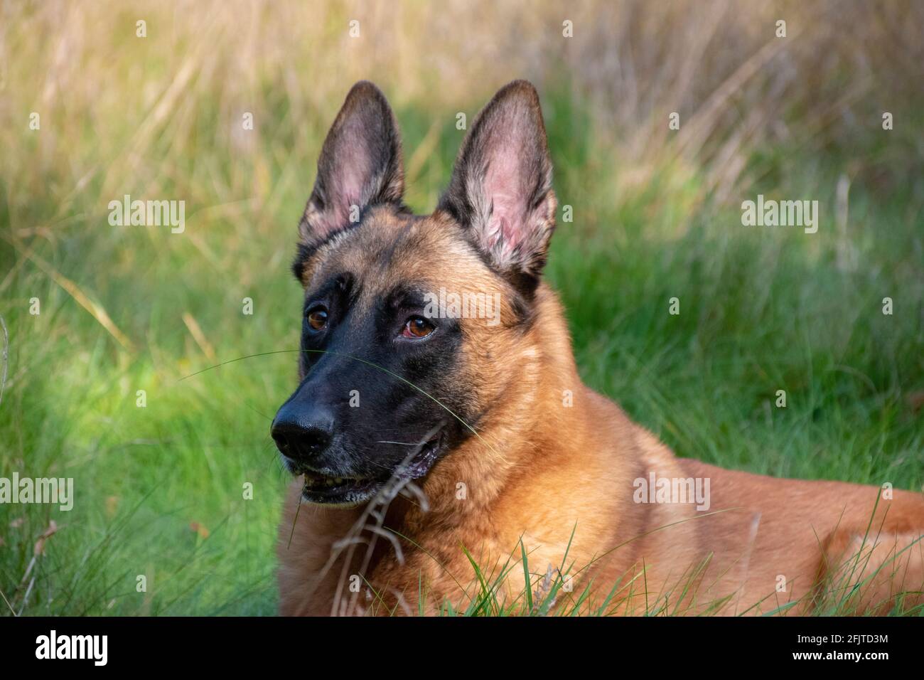 Berger belge sur un terrain d'herbe avec un peu de soleil sur son visage Banque D'Images