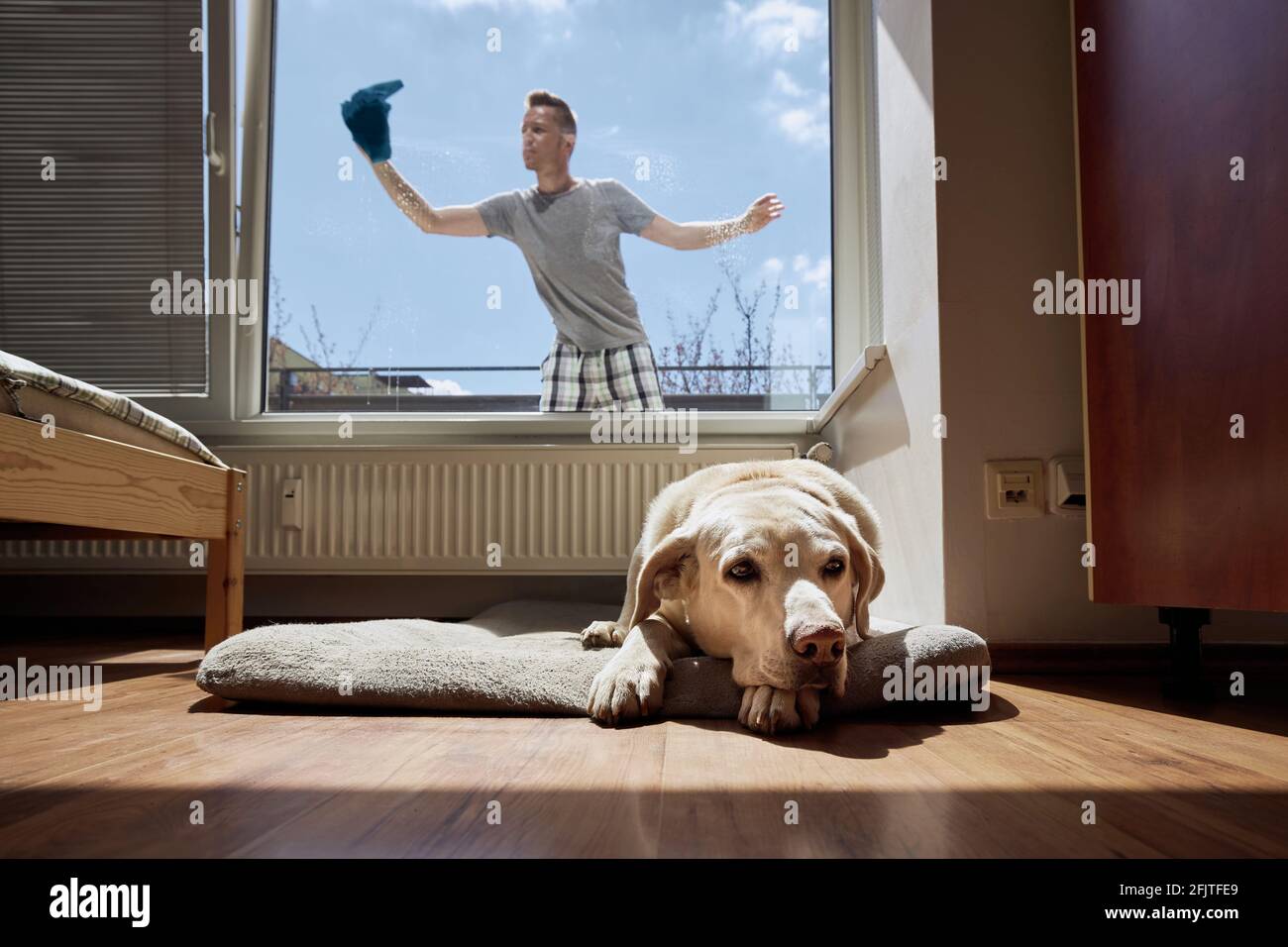 Vieux chien reposant sur un lit d'animal de compagnie et homme nettoyant la fenêtre avec un chiffon à la maison. Thèmes les travaux ménagers et le ménage et la vie avec les animaux de compagnie. Banque D'Images