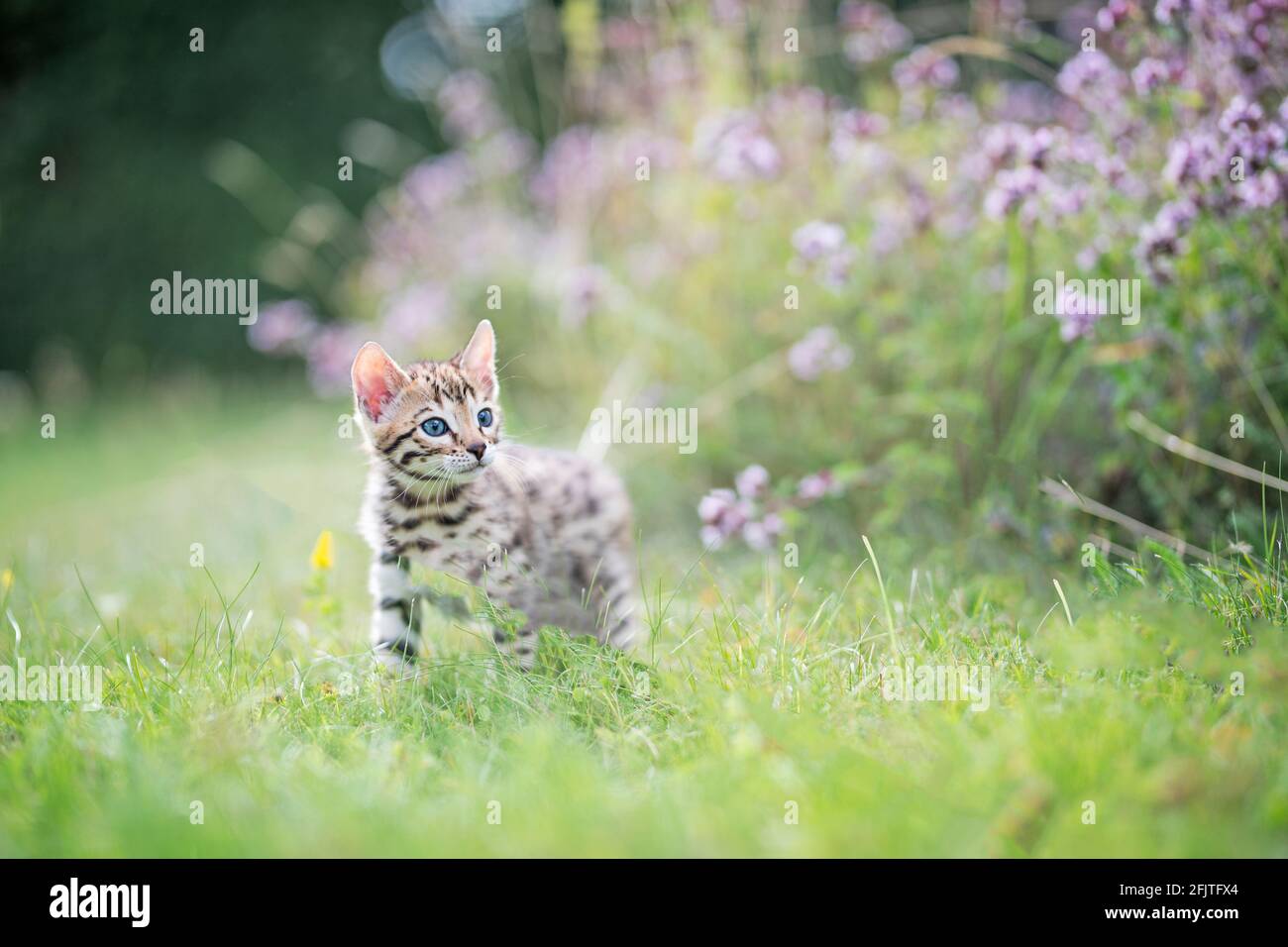 Un joli curieux chatte Bengale repéré dehors dans l'herbe en été, sur l'aventure. Le chaton a 7 semaines. Copier l'espace pour le texte. Banque D'Images