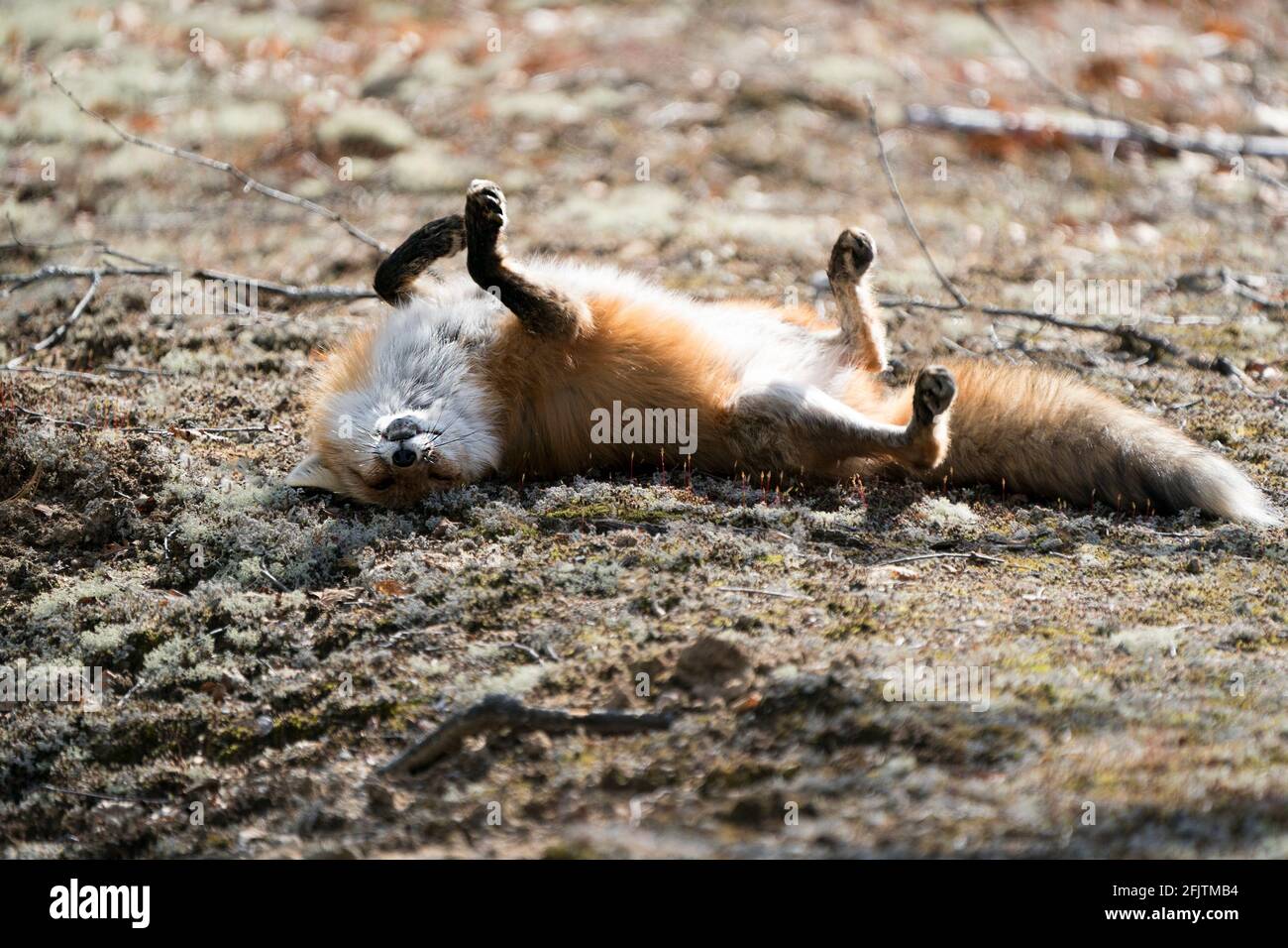 Renard rouge roulant sur son dos avec une position drôle montrant la queue de renard, la fourrure, et le soleil sur son corps dans son environnement et son habitat avec un arrière-plan flou. Banque D'Images