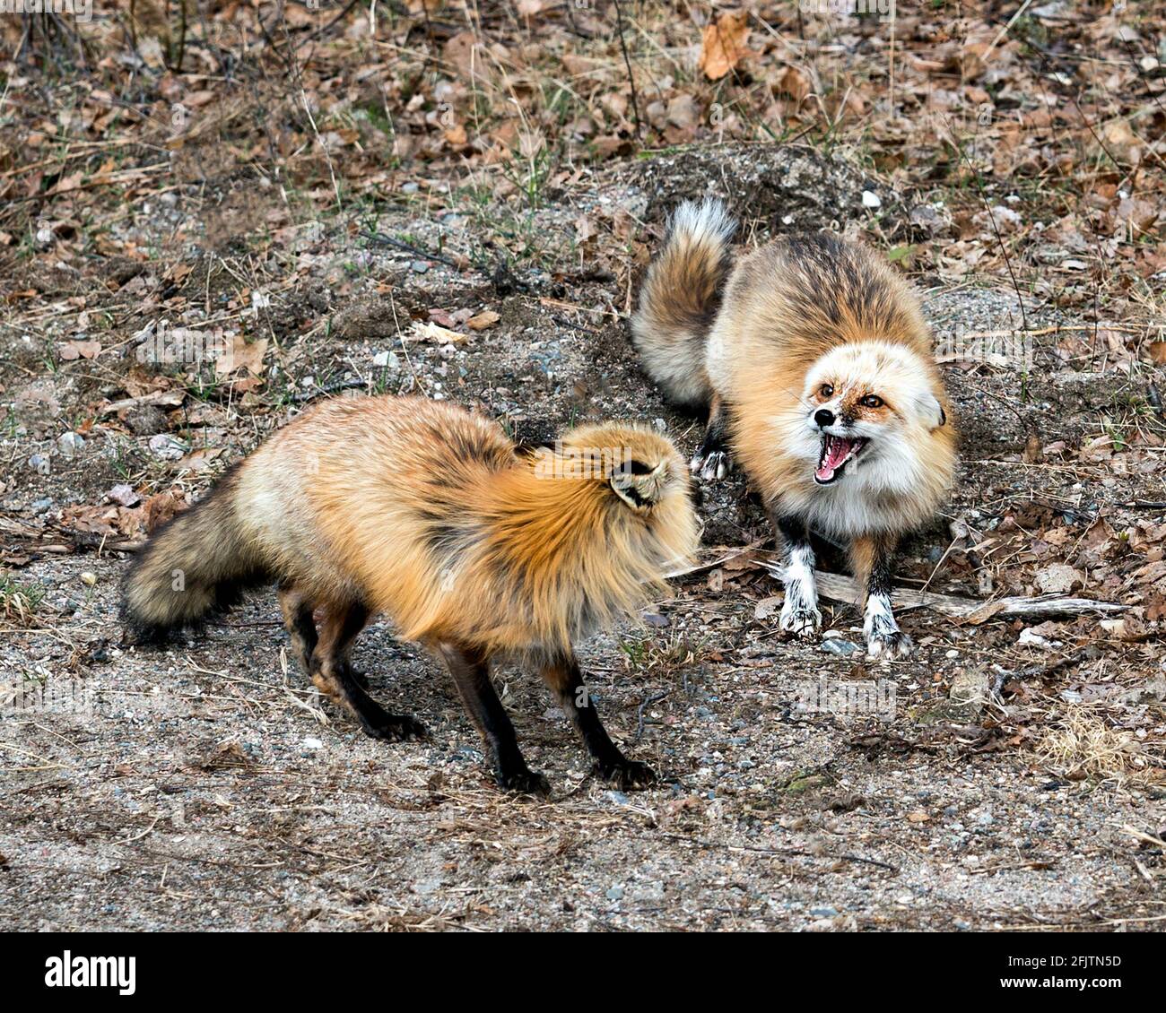 Couple de renards rouges interagissant avec des arbres de bouleau arrière-plan au printemps montrant la bouche ouverte, les dents, la langue, la queue de renard, la fourrure, dans leur environnement. Banque D'Images