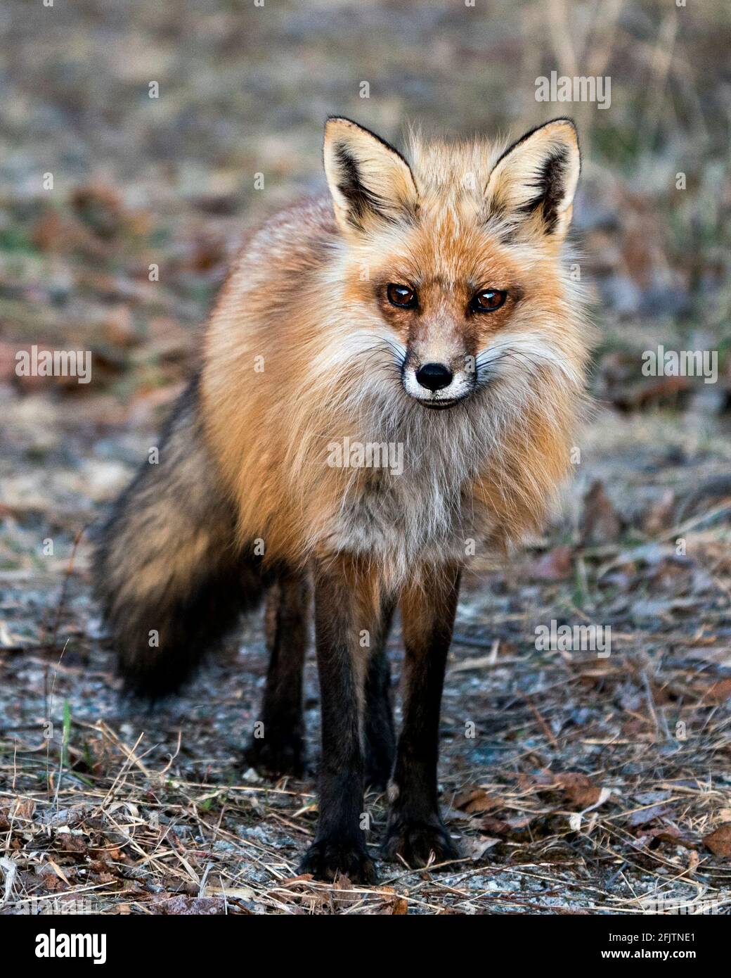 Renard roux gros plan regardant l'appareil photo au printemps affichant la queue de renard, la fourrure, dans son environnement et son habitat avec un arrière-plan flou. Fox image. Image Banque D'Images