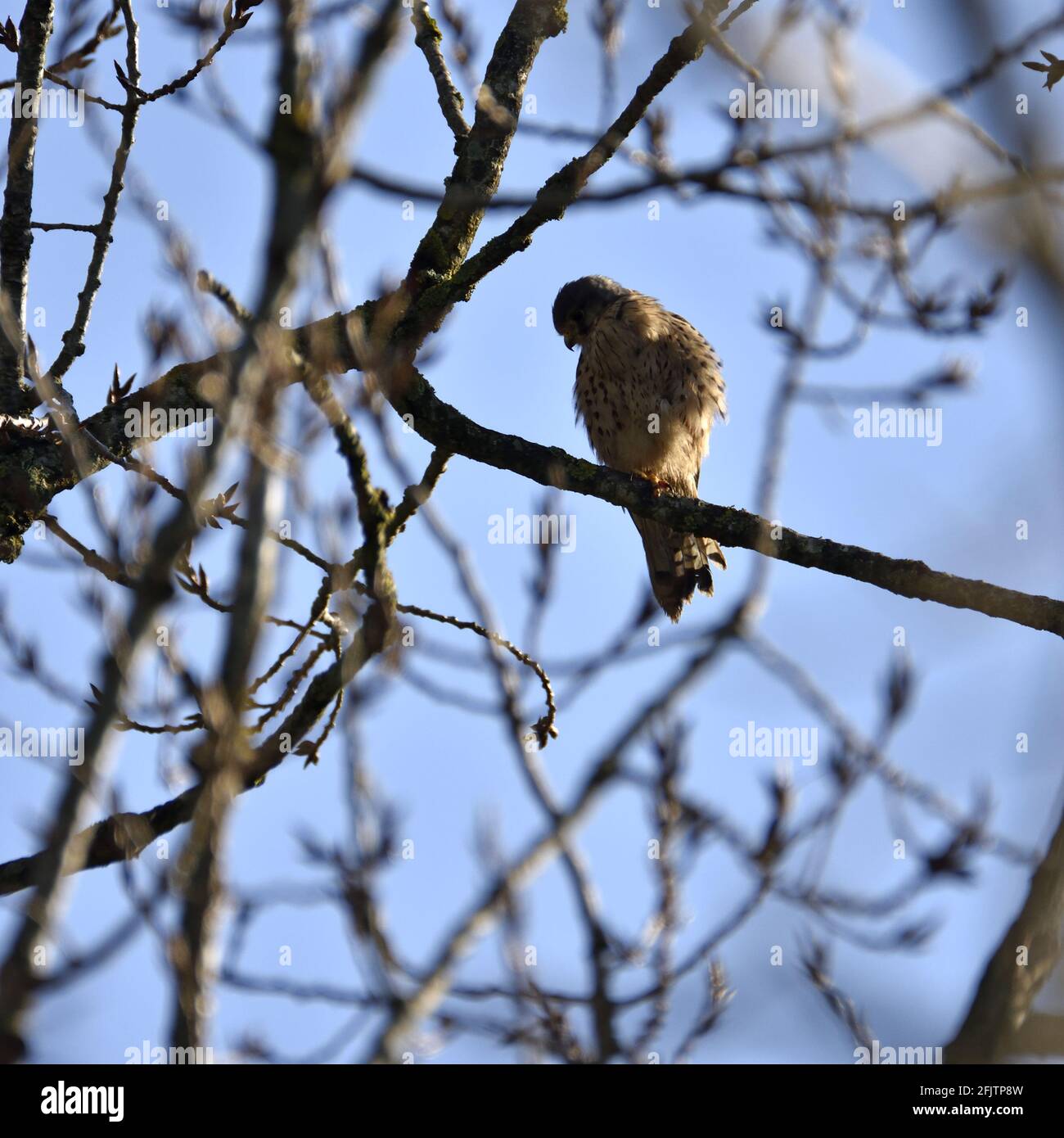 Kestrel commun (Falco tinnunculus - kestrel européen, kestrel eurasien, ou kestrel de l'ancien monde) Homme, Banque D'Images