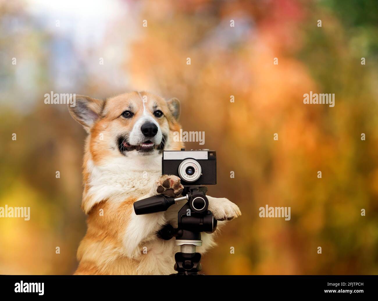 drôle de photographe chien corgi dans un jardin lumineux ensoleillé avec un ancien appareil photo Banque D'Images