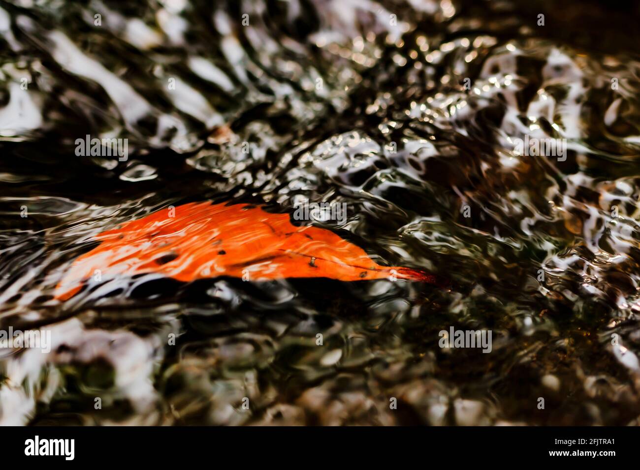 Une feuille d'orange sous l'eau claire avec belle lueur dans une rivière. Banque D'Images