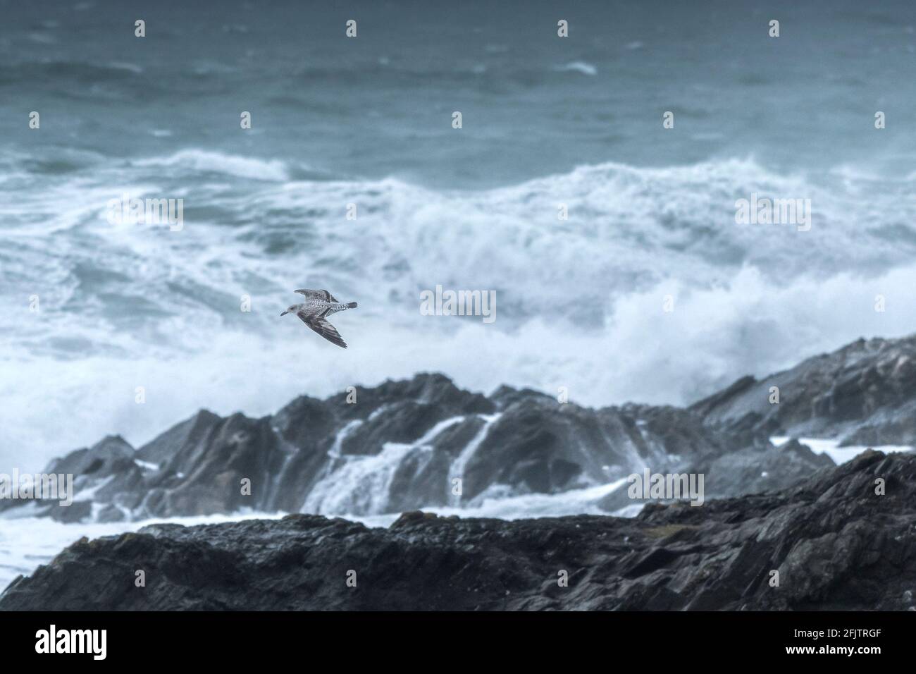 Un jeune mouette volant au-dessus de la mer et des rochers sur la côte à Newquay, dans les Cornouailles. Banque D'Images