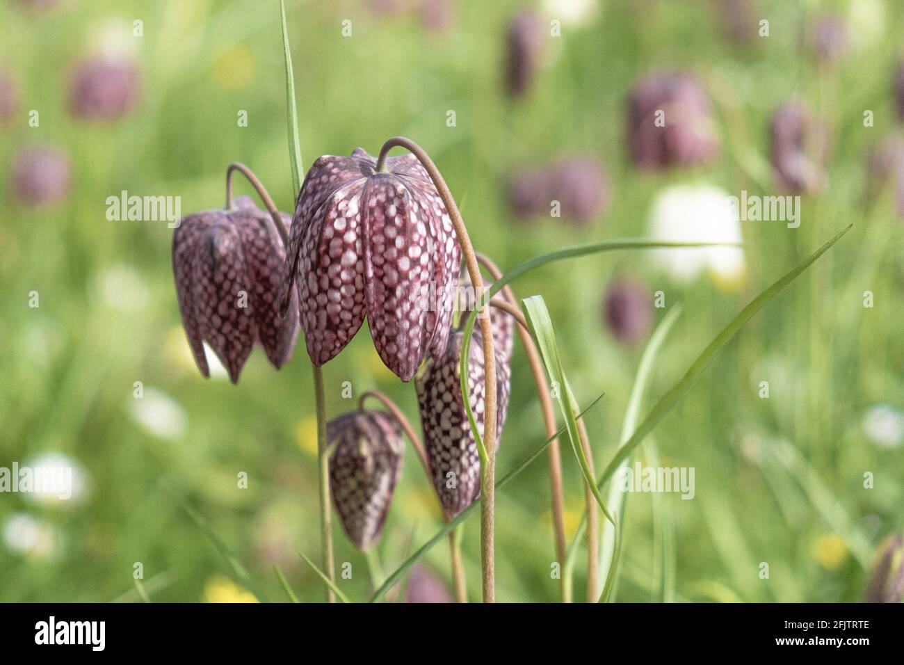 Tête de serpent Fritillaria meleagris poussant dans un jardin. Banque D'Images