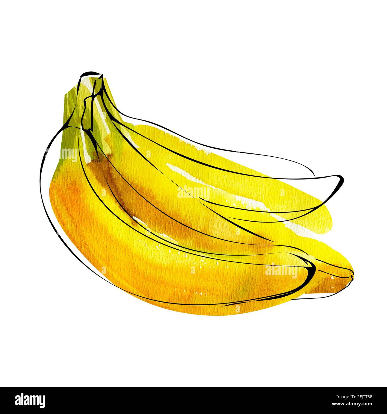 Illustration aquarelle de bananes avec ligne d'encre isolée sur blanc Photo  Stock - Alamy