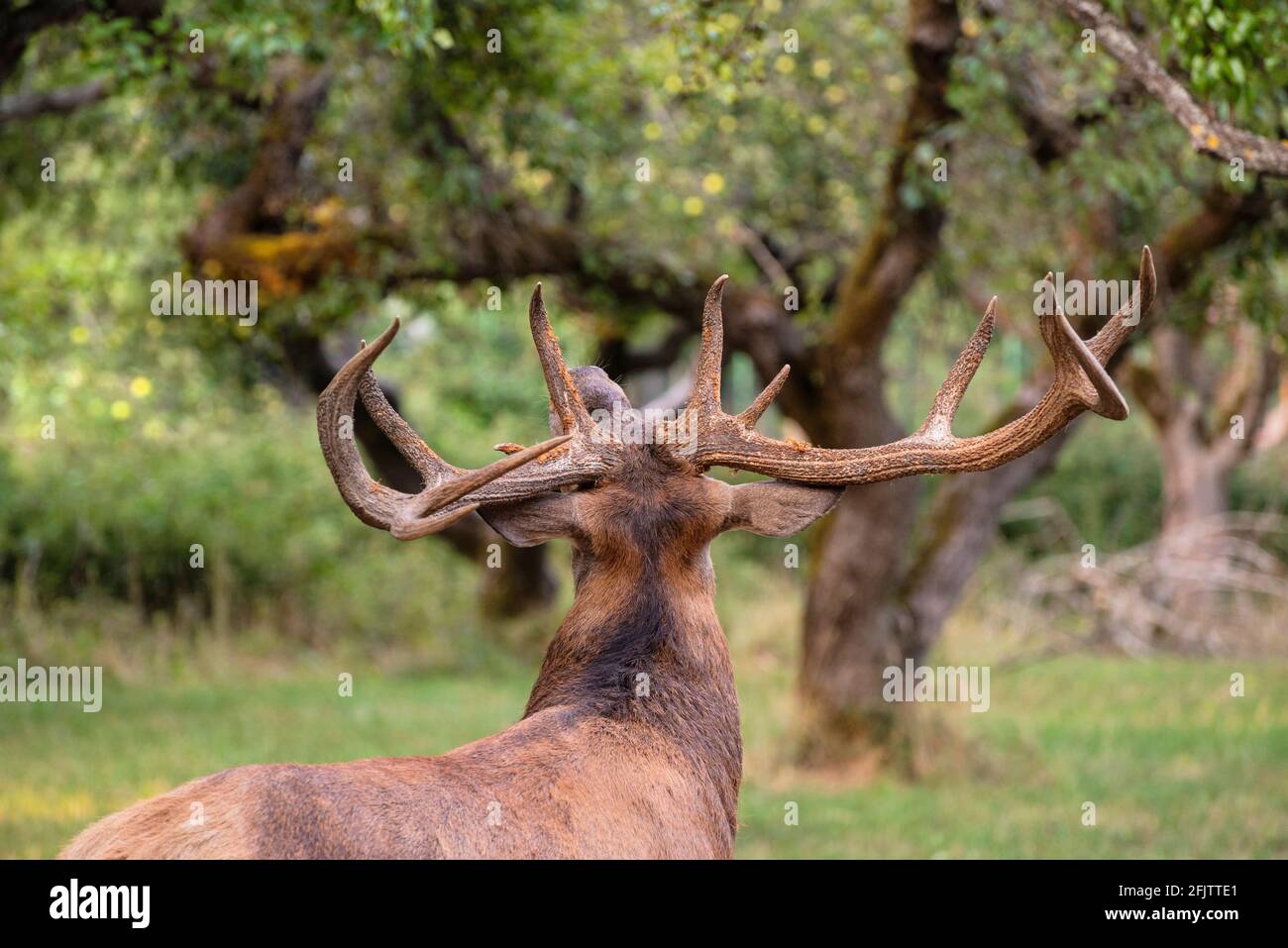 Un magnifique cerf mâle mange dans les bois Banque D'Images