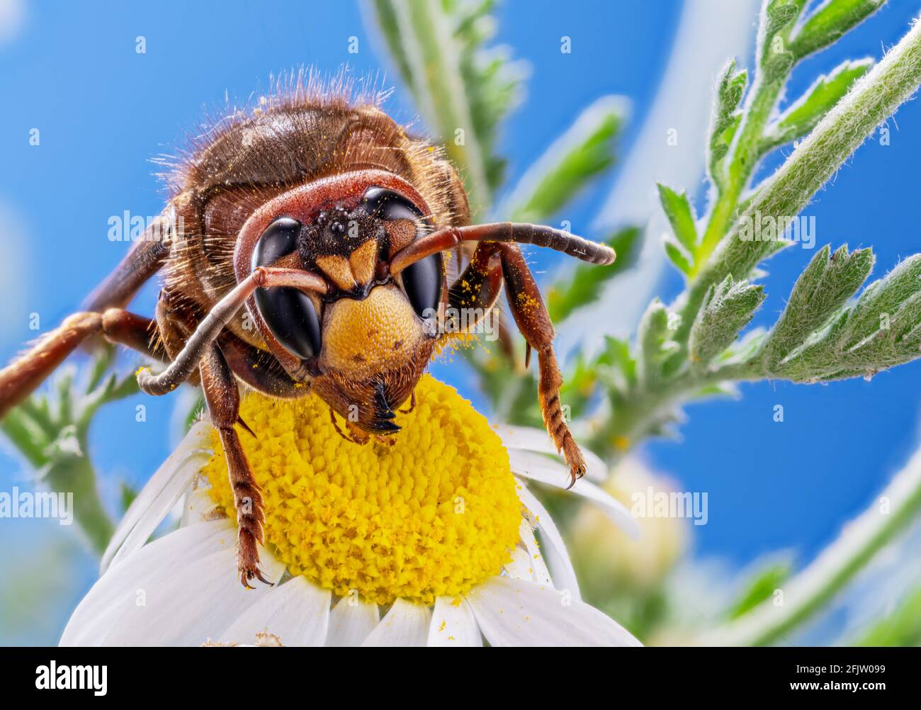 Gros plan de l'insecte hornet mangeant le nectar de la fleur de Marguerite. La marge supérieure de la tête et tous les détails du corps sont bien visibles sur l'image. Banque D'Images
