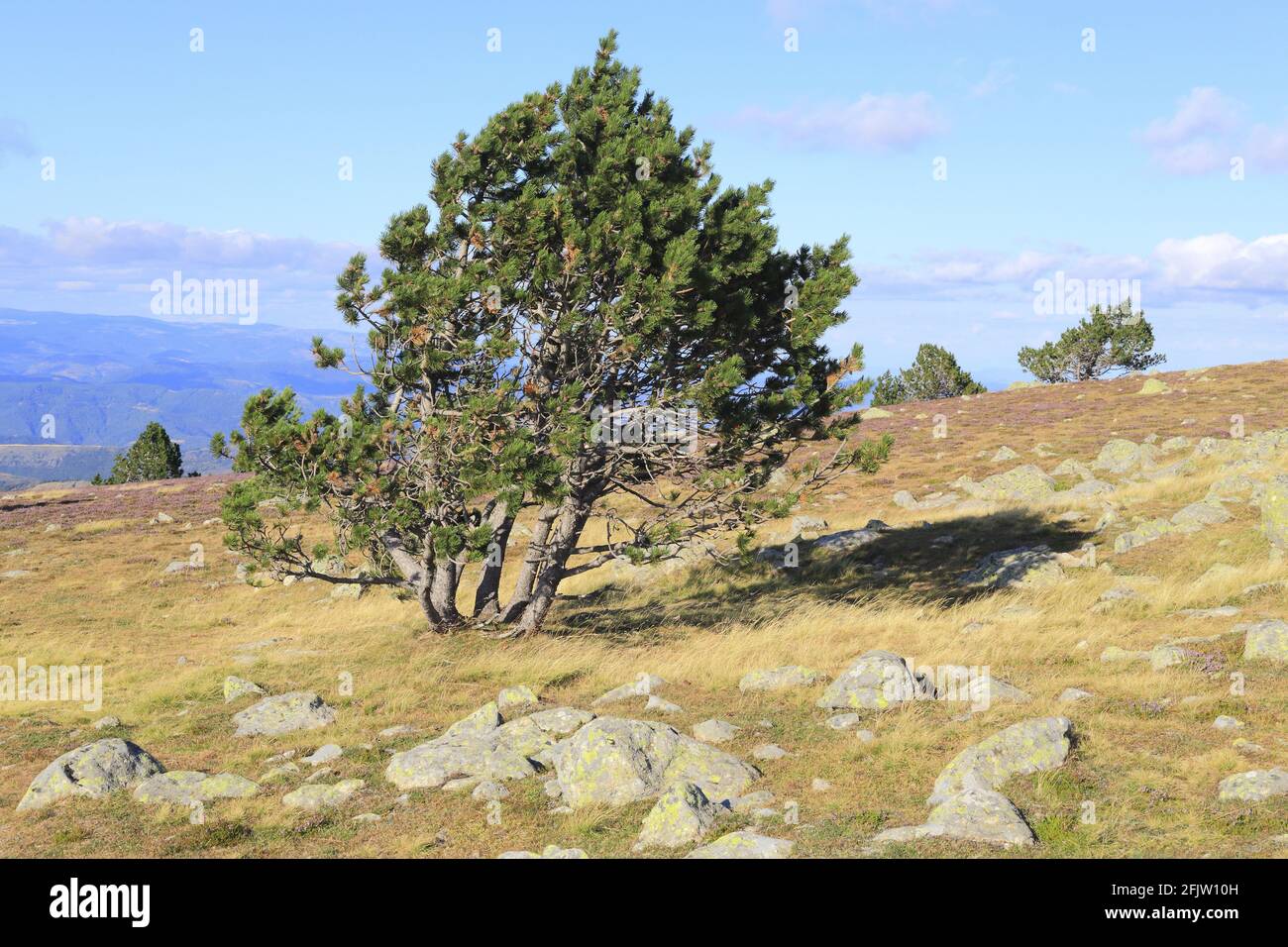 France, Lozère, massif Central, Mont Aigoual à la frontière avec le Gard, vue sur les Cévennes avec en premier plan un paysage culturel vivant de l'agro-pastoralisme méditerranéen inscrit au patrimoine mondial de l'UNESCO Banque D'Images