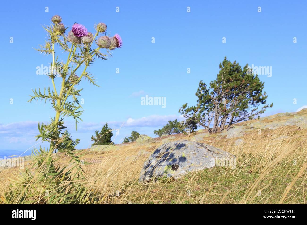 France, Lozère, massif Central, Mont Aigoual à la frontière avec le Gard, vue sur les Cévennes avec en premier plan un paysage culturel vivant de l'agro-pastoralisme méditerranéen inscrit au patrimoine mondial de l'UNESCO Banque D'Images