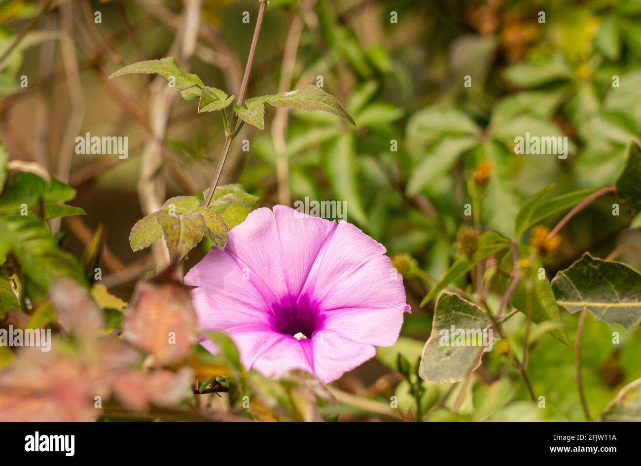 Gros plan d'un violet Ipomoea cairica, également appelé fleur de lune de plage et beaucoup d'autres noms. Banque D'Images