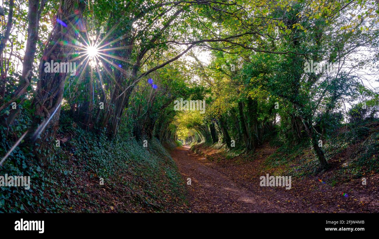 Halnaker, Royaume-Uni - 13 novembre 2020 : arbres d'automne et couleurs dans le tunnel d'arbres sur la route romaine de Stane Street, près de Halnaker, West Sussex Banque D'Images