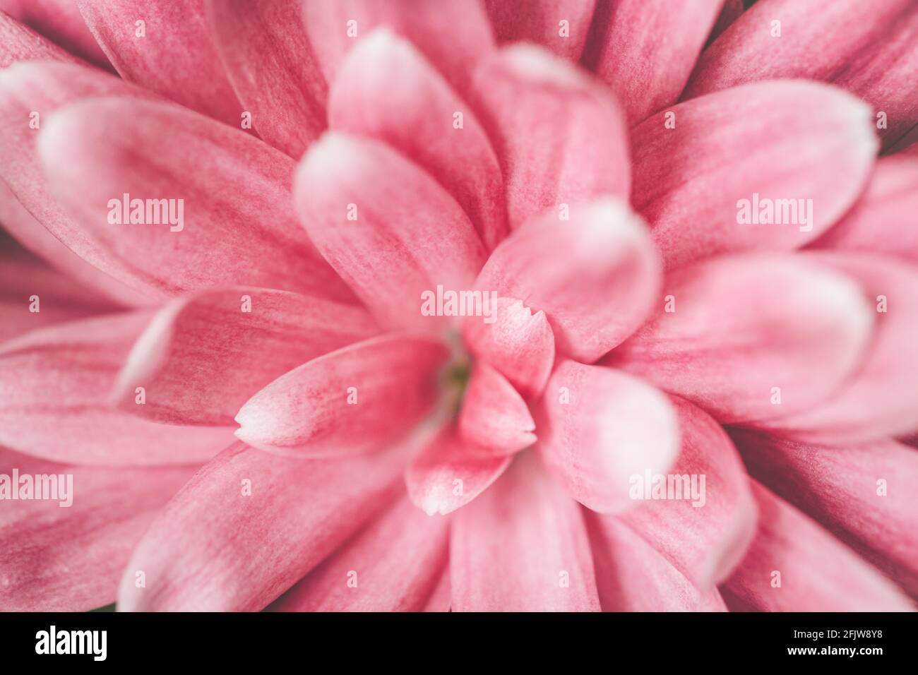 Photo macro de la fleur de chrysanthème rose. Banque D'Images