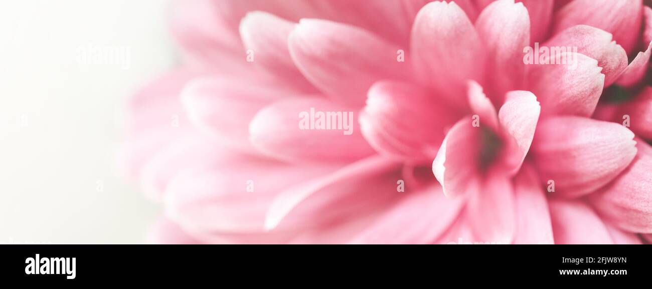 Bannière avec photo macro de fleur de chrysanthème rose. Banque D'Images