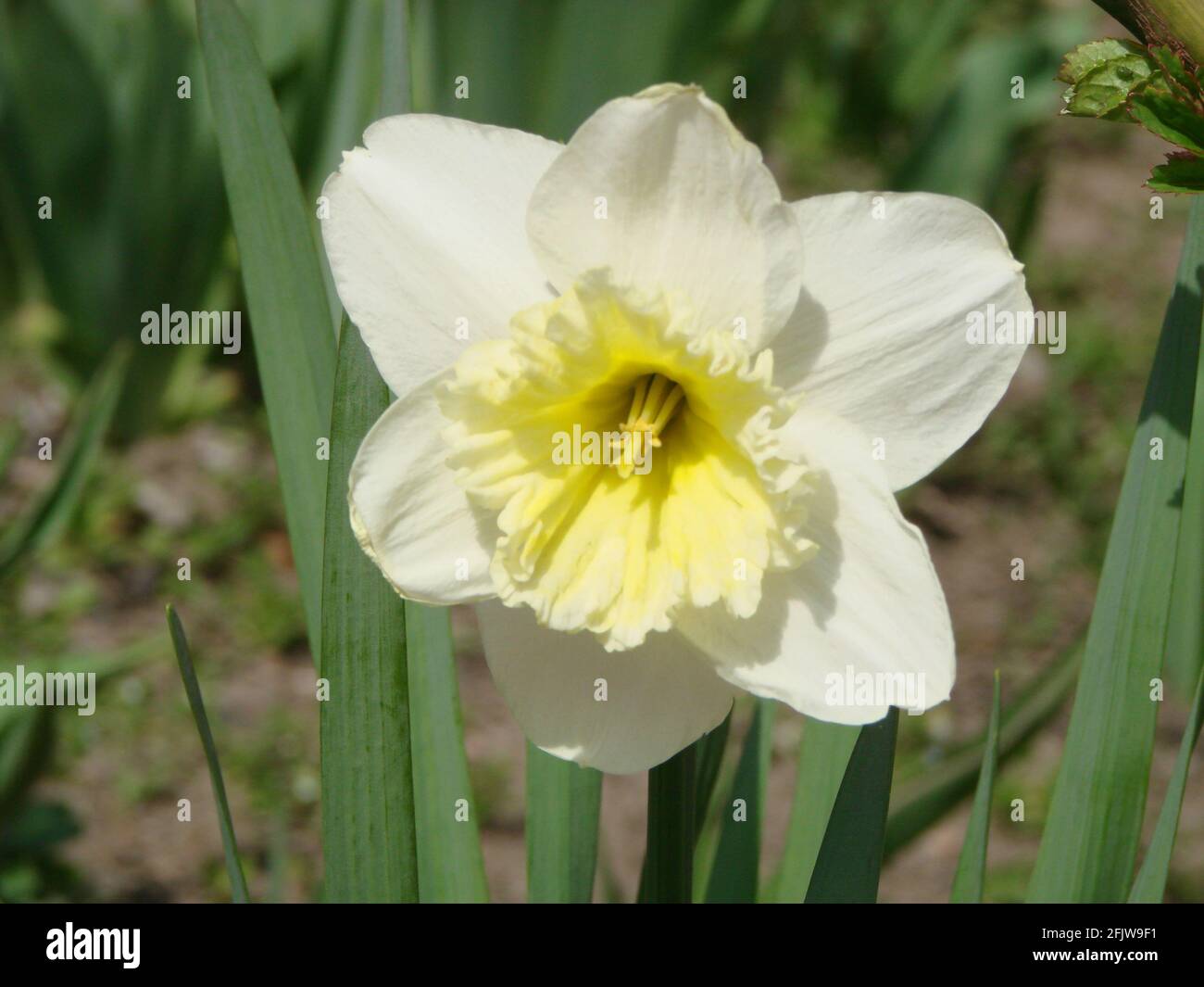 Narcisse fleurs lit de fleur avec dérive jaune. Double jonquilles blanc  fleurs narcissi jonquilles. La fleur de Narcisse aussi connue sous le nom  de jonquille, jonquilles Photo Stock - Alamy