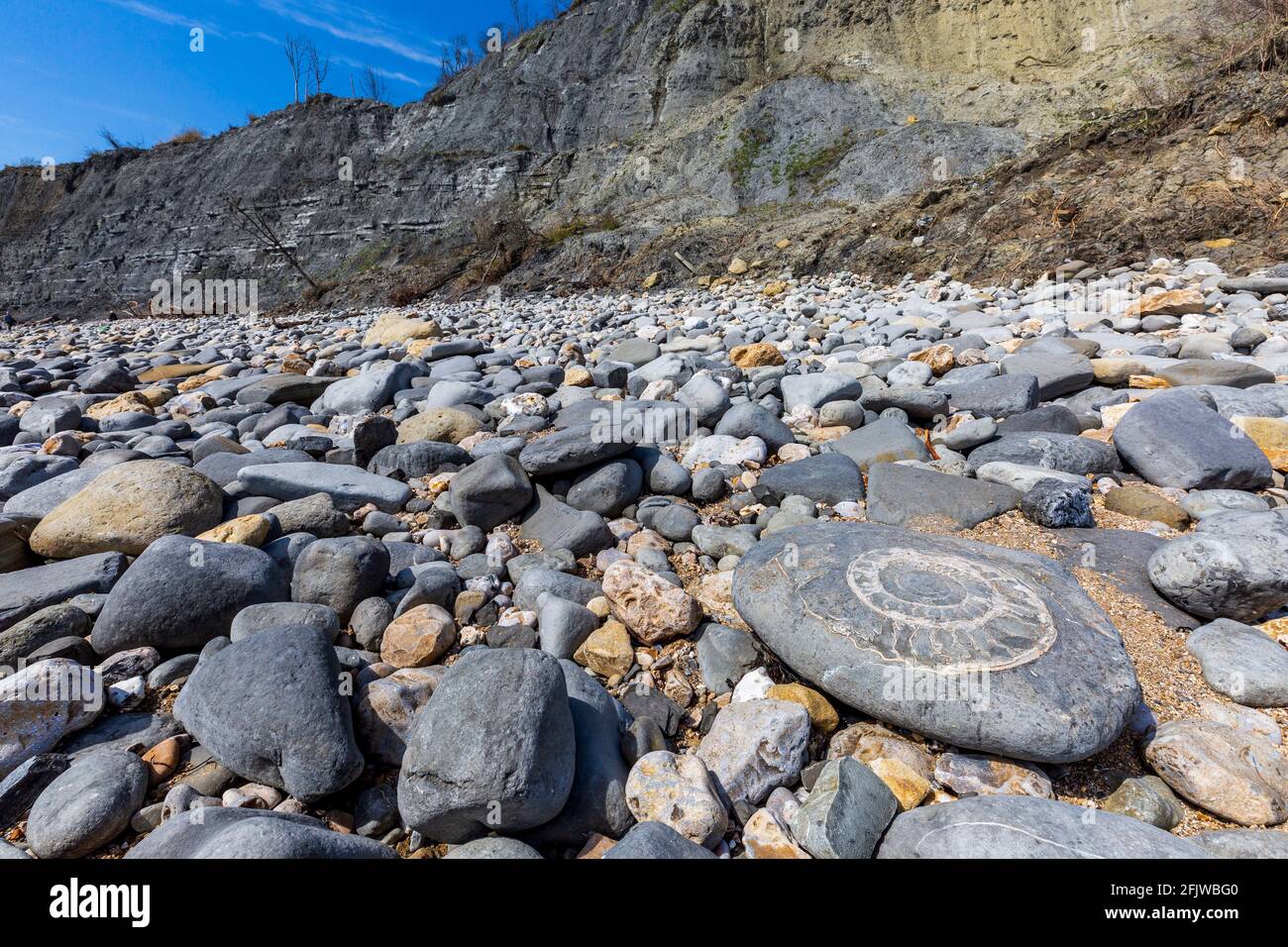 Une ammonite fossilisée sur Monmouth Beach à Lyme Regis, Dorset, Angleterre Banque D'Images