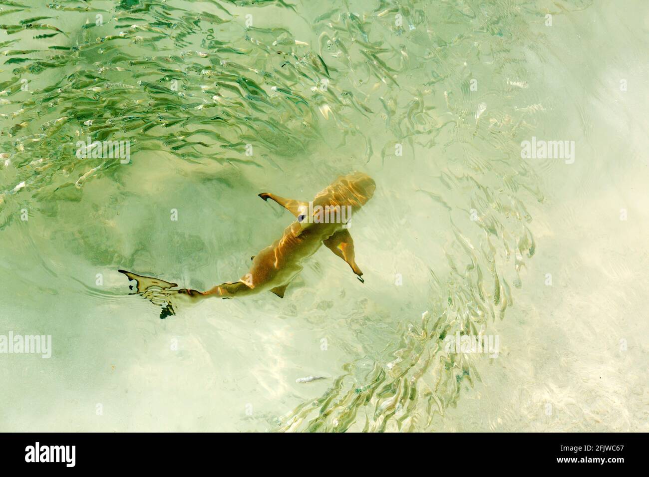 Requin de récif à pointe noire (Carcharhinus melanopterus) dans l'océan Indien au large des Maldives. Le requin tourbillonne parmi un haut de poisson. Banque D'Images