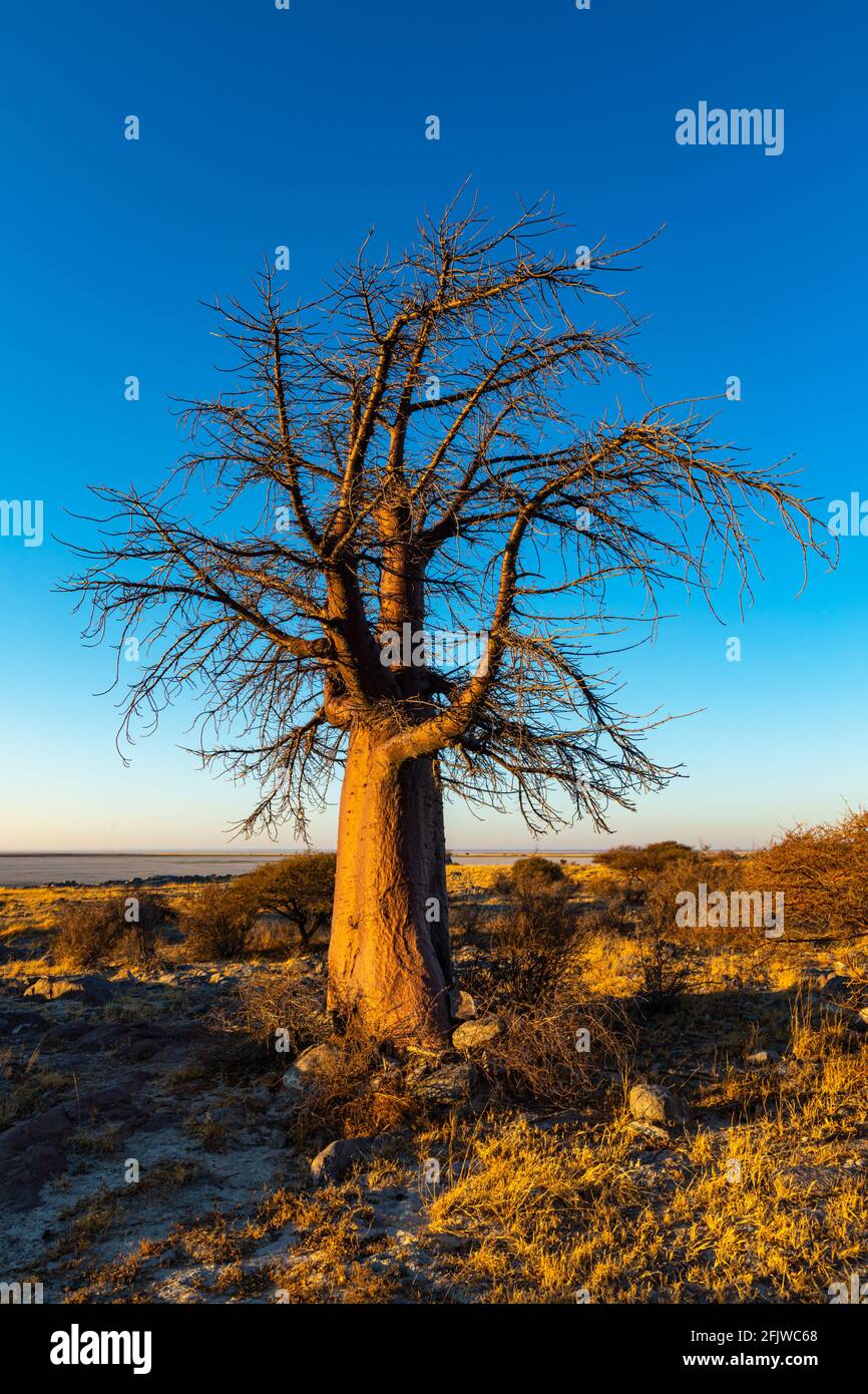 Un seul baobab au lever du soleil sur l'île de Kubu Banque D'Images