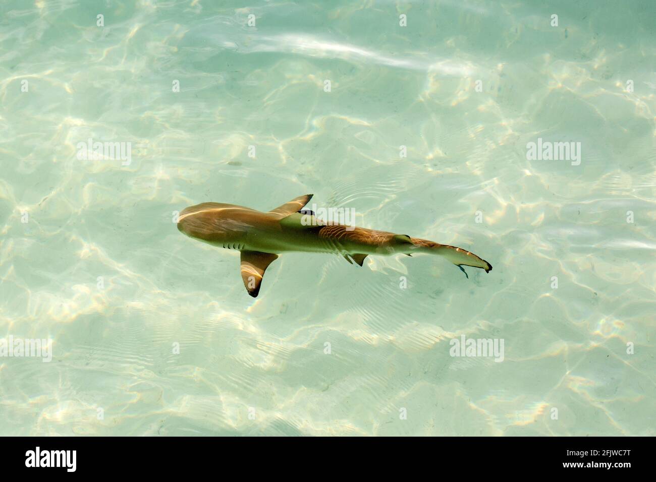 Le requin récif à pointe noire (Carcharhinus melanopterus) nageant au large de l
