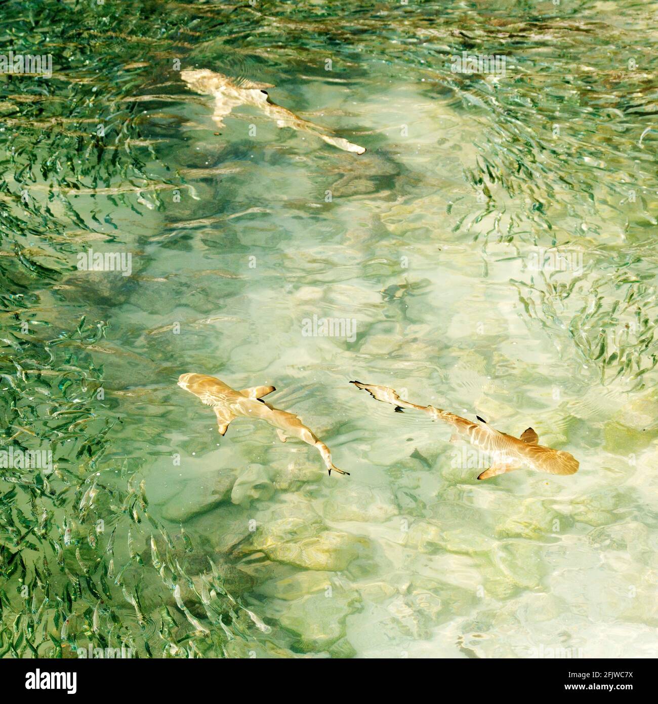 Requins de récif à pointe noire (Carcharhinus melanopterus) dans l'océan Indien au large des Maldives. Les requins se déplacent parmi un haut de poissons. Banque D'Images