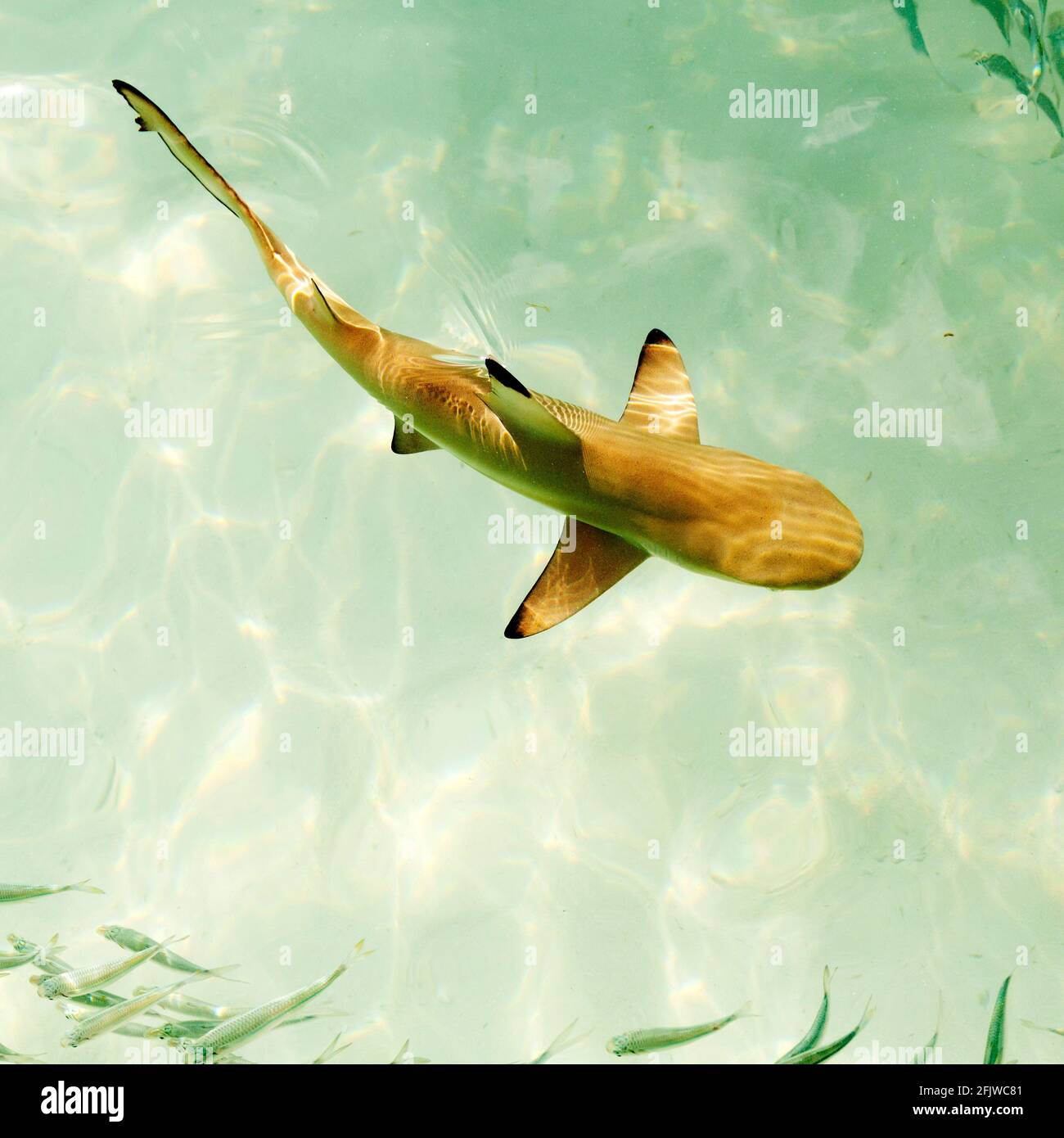 le-requin-r-cif-pointe-noire-carcharhinus-melanopterus-nageant-au