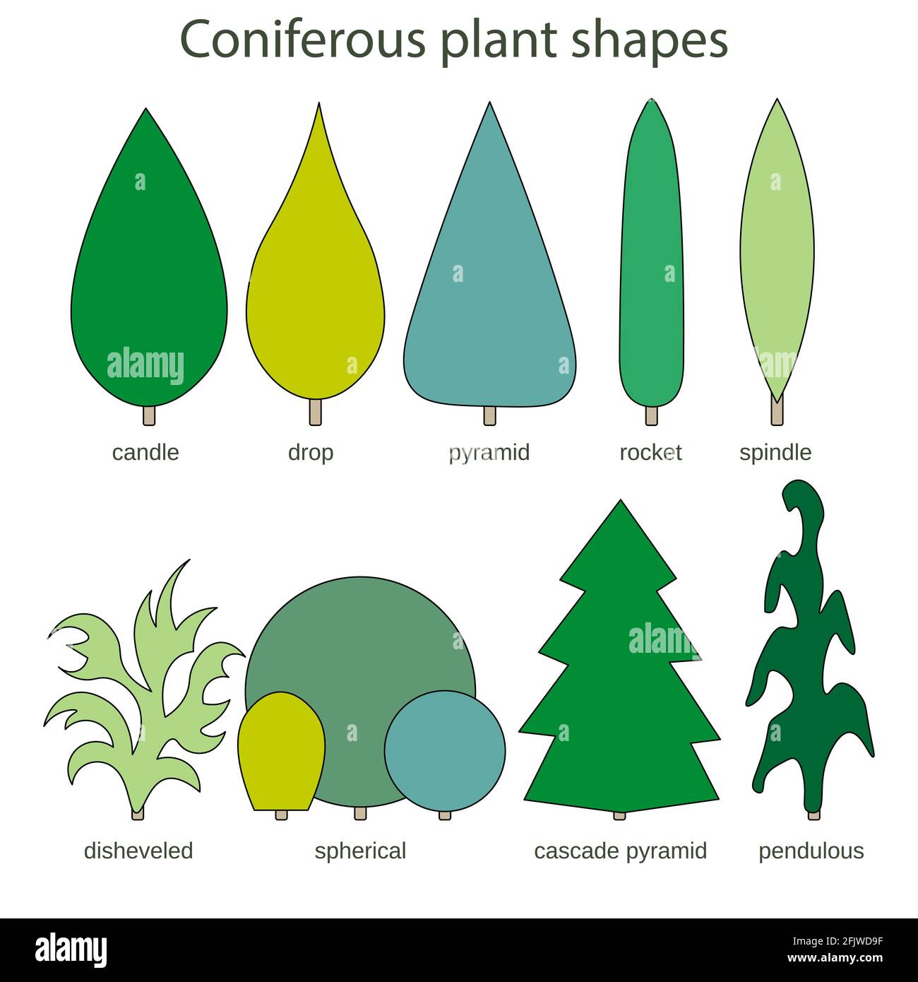 Formes de plantes conifères - chandelle pendeuse sphérique en cascade fusée de fusée de chute Illustration de Vecteur