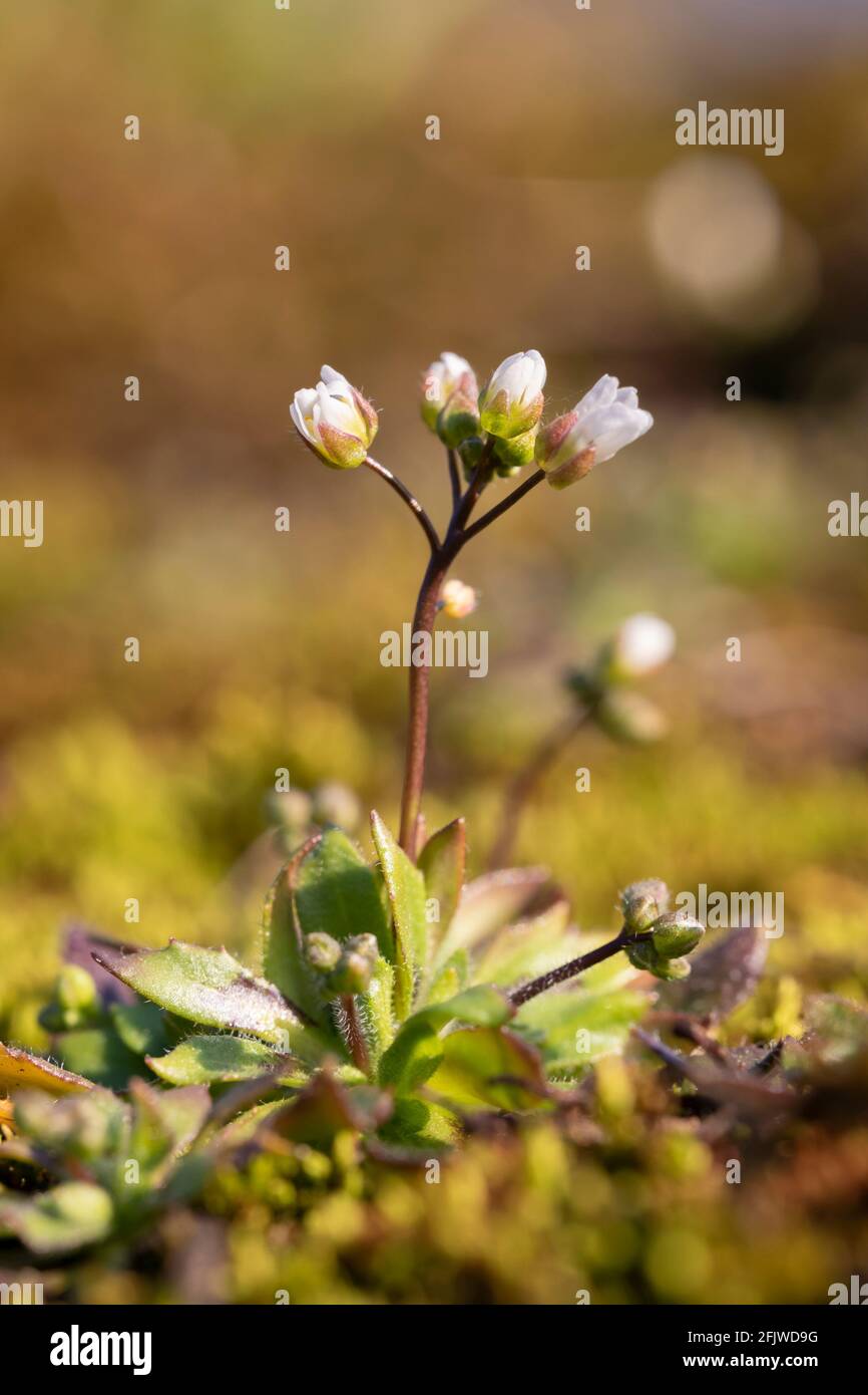 Printemps les fleurs de draba fleurissent merveilleusement au printemps Banque D'Images