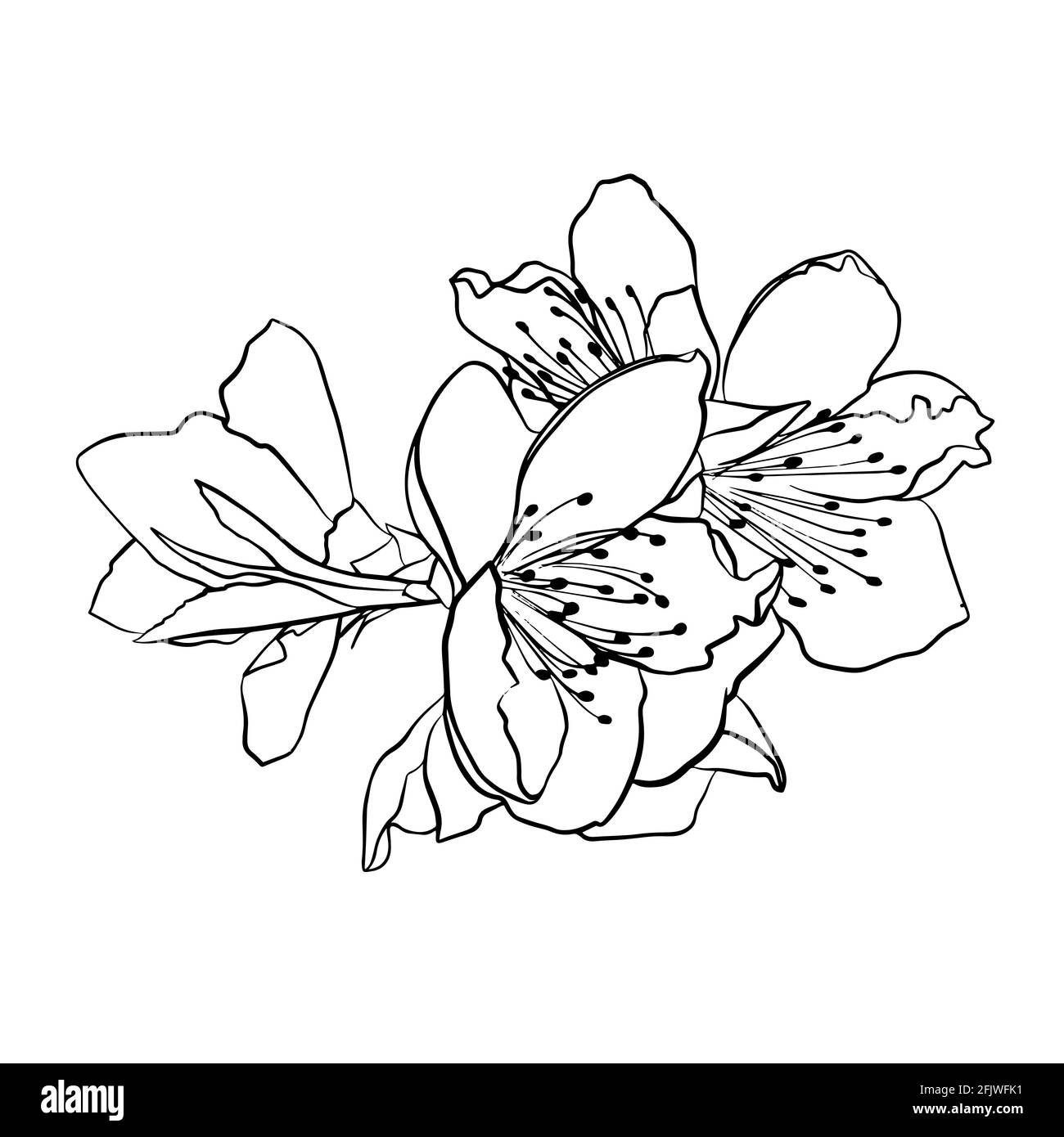 Illustration vectorielle de fleurs de pêche. Style Doodle. Convient pour la conception, l'impression, la décoration, les textiles, le papier et les colorants. Illustration de Vecteur