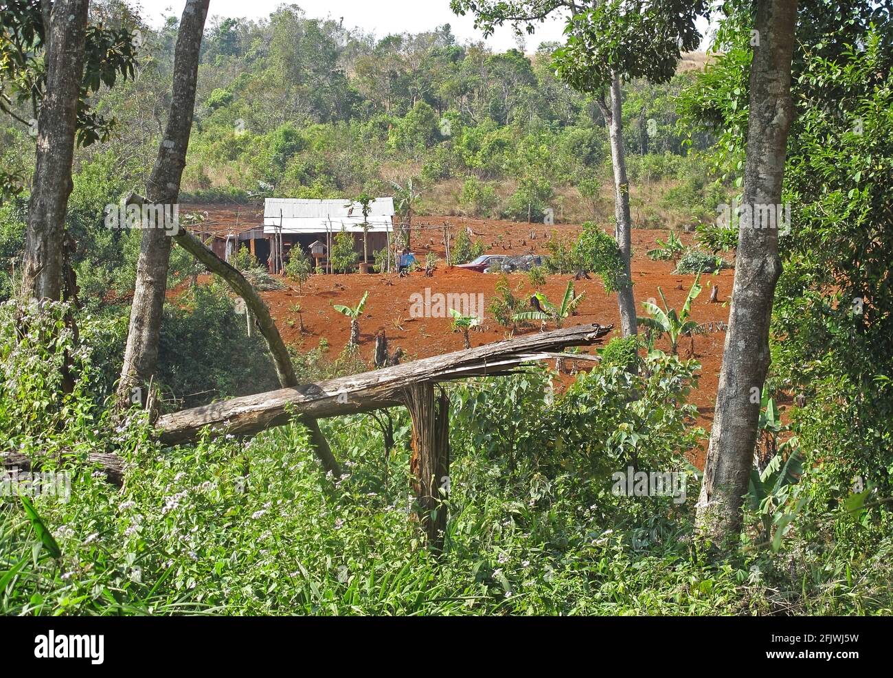 Nouvelle ferme construite dans la forêt après le dégagement récent Dakdam Highlands, Cambodge Janvier Banque D'Images