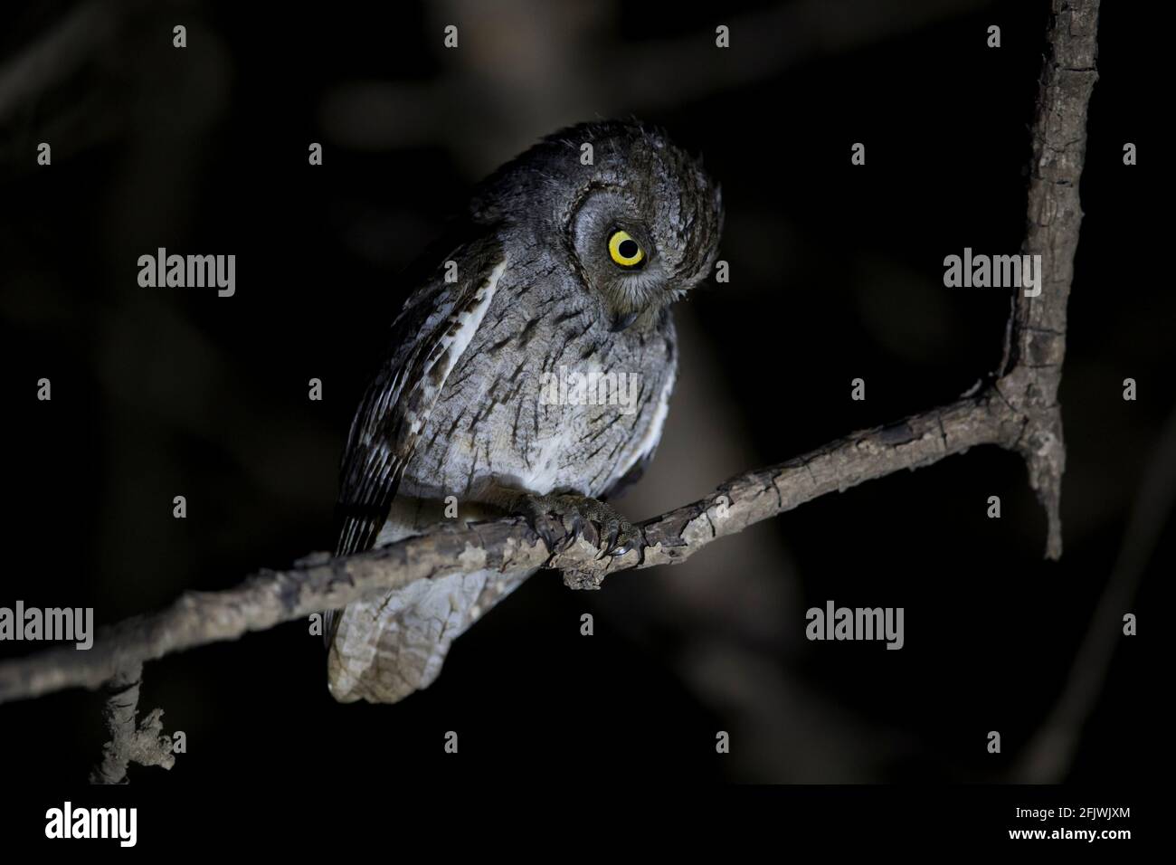 Une chouette des Scops arabes dans la nuit à la recherche de sa proie. Banque D'Images
