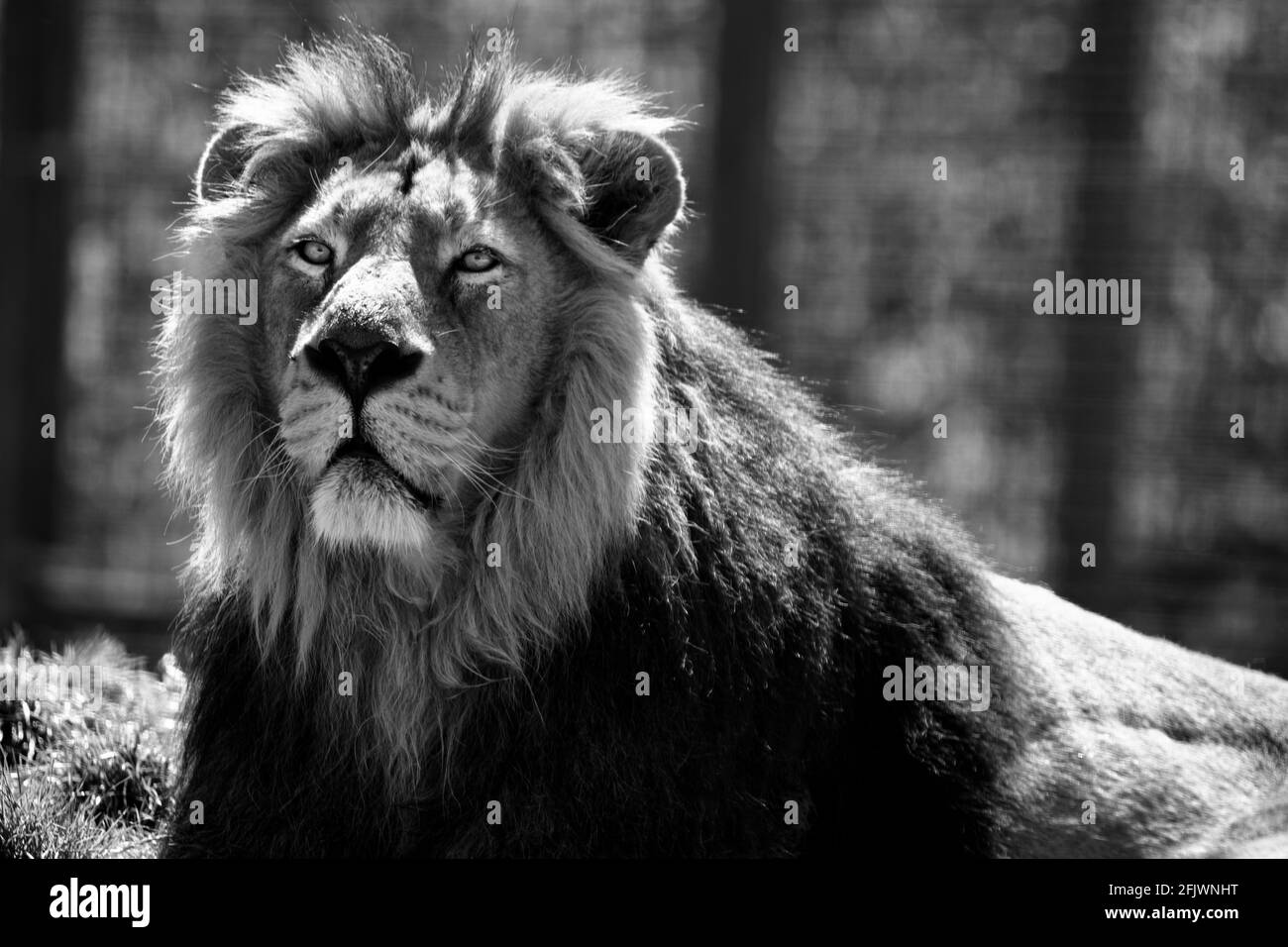 Lion asiatique masculin (Panthera leo persicus) au parc animalier Cotswold, Burford, Oxfordshire Banque D'Images