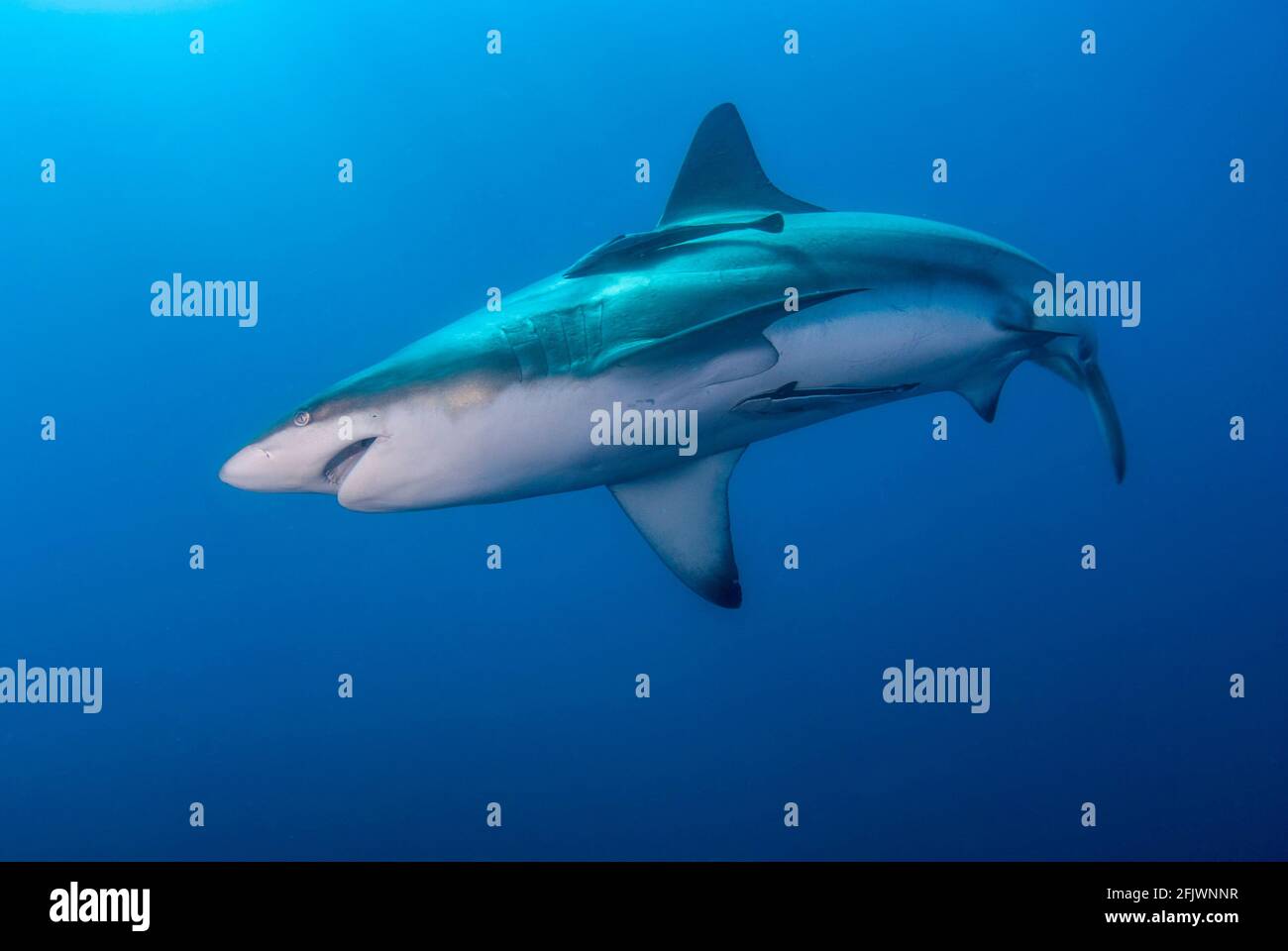 Requin océanique à pointe noire nageant dans le bleu Banque D'Images